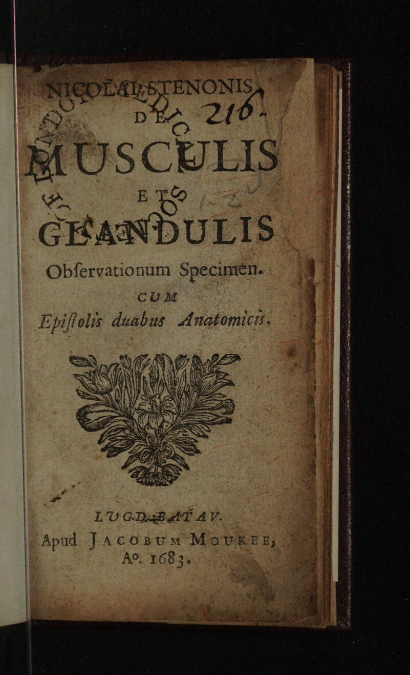 É MescbrIS CRANDULIS Obfervationum Specimen. | COM Epiflolis duabus. Mnuotomicis. - L'U G-DxBat T AY. | Apud T ACOBUM MOUKE E; A9, 1683, Lea dim. Eli ur rent ms mf Imp m cn Fe nt omm tl o T e Ho tai Monum im TAMPA PME mmi eam -- Tueriv MIT e