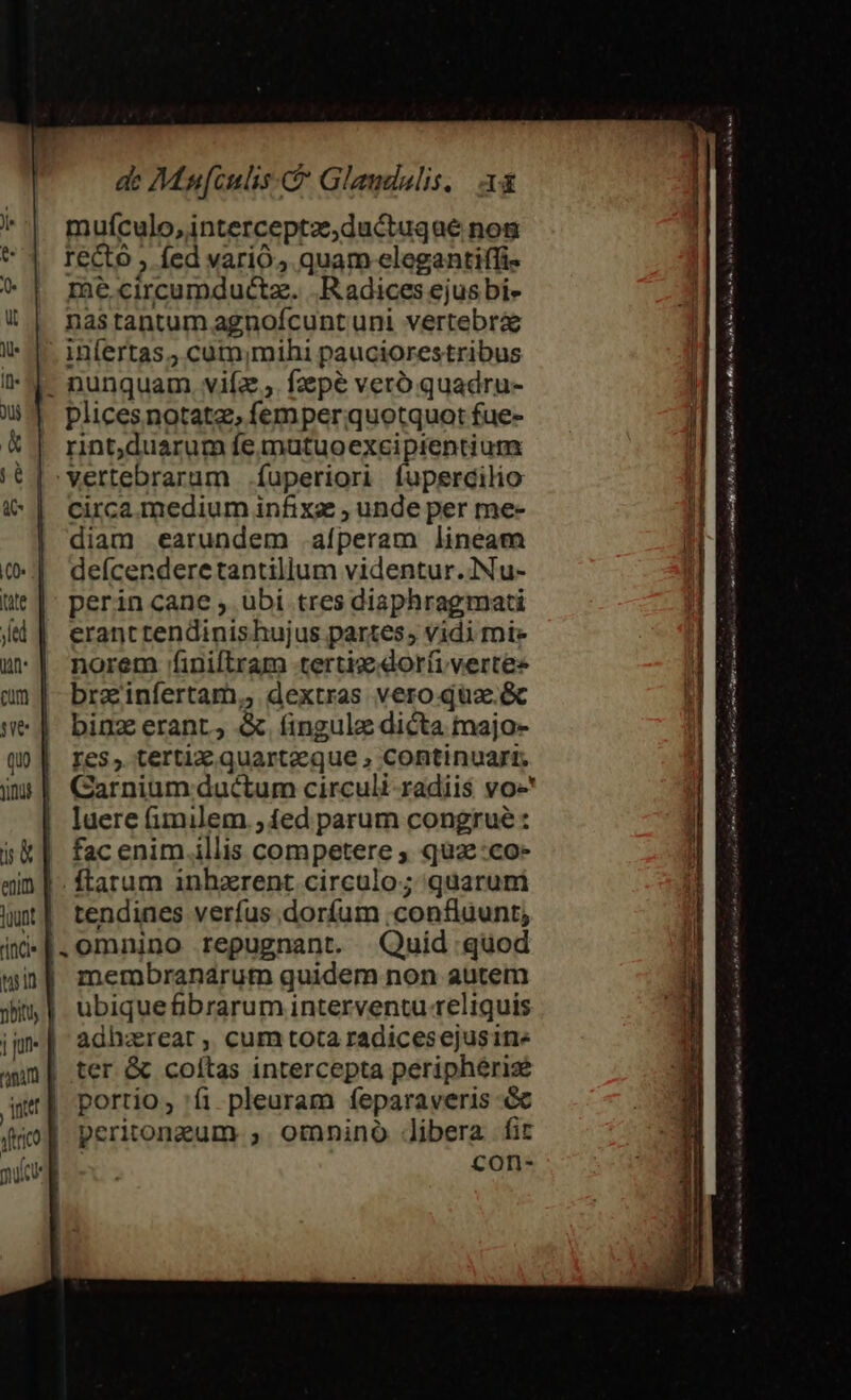 de Mu[cnlis Glaudalis,. A mufículo,interceptz,ductuqae nog recto , fed vario, quam elegantiffi me circumductz. Radices ejusbi- nas tantum agnofcunt uni vertebrae . infertas, cum;mihi pauciorestribus - nunquam viíz , fzpé veró quadru- plicesnotatz, femperquotquot fue- rint,duarum fe mutuoexcipientium vertebraram fuperiori fupercilio circa medium infixz , unde per me- diam earundem .aíperam lineam defcendere tantillum videntur.Nu- perin cane, ubi tres diaphragmati eranttendinishujus partes, vidi mie norem finiftram terti dorfi vertes brzinfertam,, dextras vero.qüz.&amp; binz erant, &amp; fingulz dicta majo- Ies, tertixz. quarteeque , continuari. Garnium ductum circuli-radiis voe luere imilem ,íed parum congrue : fac enim illis competere ; qua:co- ftarum inhzrent circulo; quaruni tendines verfus dorfum ;confluunt; |.omnino repugnant. Quid quod mermbranarum quidem non autem peritongum., omnino 4dibera fit con-