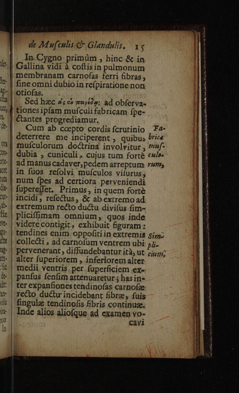 In.Cygno- primüm , hinc &amp; in '[ Gallina vidi à coftisin pulmonum | membranam carnofas ferri fibras, fineomni dubio in refpiratióne non Otiofas. Sed hzc 4; c» zuie2»; ad obferva- tiones ipfam mufículi fabricam fpe- Ctantes progrediamur. Cum ab coepto: cordis fcrutinio | F4- | deterrere me inciperent , quibus ric inufculorum doctrina involvitur , ?nf- dubia ; cuniculi, cujus tum forté c«ls- ad manuscadaver,pedem arreptum rus in fuos refolvi muículos viíurus; num fpes ad certiora perveniendi | fupereífet. Primus, in quem forté * | incidi, refectus, .&amp; ab extremo ad extremum recto ductu divi(us fim- | pliciffáinam omnium, quos inde viderecontigit, exhibuit figuram : tendines enim oppofiti in extremis s; colle&amp;i , ad carnofum ventrem ubi 57; !- | pervenerant; diffundebantur ità; ut. 7;;7/ i'- | alter fuperiorem , inferiorem alter medii ventris per. fuperficiem .ex- panfus fenfim attenuaretur.; hasin- ter expanfiones tendinofas carnofae / | reco ductu incidebant fibre, fuis ii | fingulze tendinofis fibris continuze. it | Inde alios aliofque ad examen yo- 100 CaAVI la | E B. : E Fee . . h . k ts V apr e Ra tm pr am ap on n X, Bo i Enn