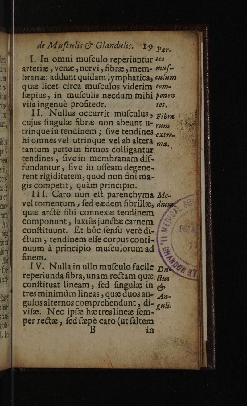 de Mufcsnlis c Glandulis, Yo , 9 Par- I. In omni mufculo reperiüntur zes arteriz , venz , nervi , fibrae , mem- s»v[- branz: addunt quidam lymphatica; euin | hi omnesvel utrinque velab altera ,,,. tantum partein firmos colligantur — ' rendines , fivein membranam dif- fundantur , five in offeam degene- rent rigiditatem, quod non fini ma- gis competit, quàm prandii. Iil. Caro non eft parenchyma Me — vel tomentum , fed exdem fibrilla, diuaet qua arcte übi connexz tendinem 4 componunt , laxiüs junctz carnem conftituunt. Et hóc feníu veré di- / ? €tum , tendinem effe corpus conti- 1 — nuum à principio mufculorum ad | «; : finem. NTENG I V. Nullain ullo mufculo facile pj reperiunda fibra, unam rectam qux g,4, ^» conftituat lineam ; fed fingula in (4 tres minimüm lineas qua duosan- 4,. gulosalternos comprehendunt , di- guli. vifa. Nec ipíz hz treslinez fem- per re&amp;a , fed Vut caro (ut faltem in