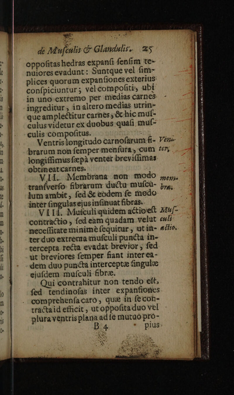 oppofitas hedras expan(i fenfim te- nüiores evadunt : Suntque vel fim- plices quorum expanfiones exterius: confpiciuntur ; vel compofiti; ubi in uno extremo per tnedias carnes: ingreditur , in altero medias utrin» que amplectitur carnes ; &amp; hic muf- culus videtur ex duobus quafi muf- culis compofitus. : longiffimus fzpà venter brevi(limas obtineatcarnes. traníverfo- fibrarum ductu: mufcü- lum ambit, fed.&amp;c eodem fe medo inter fingulas ejus infinuat fibras. bres neceífitate minime fequitur , ut in- ter duo extrenra mufculi puncta in- tercepta. recta evadat brevior ; fed ut breviores femper. fiant interea- dem duo puncta interceptae üngula ejufdem mufculi fibrz. Qui contrahitur non tendo ett, fed tendinofas inter expanfiones compreheníacaro, qu in fe con- tractaid efficit, ut oppofita duo vel plura ventris plana ad fe mutuo pro- acito, am net onn an D. AP Mo Fon mh o 3n Bofies He iuis Air oria R a, jm