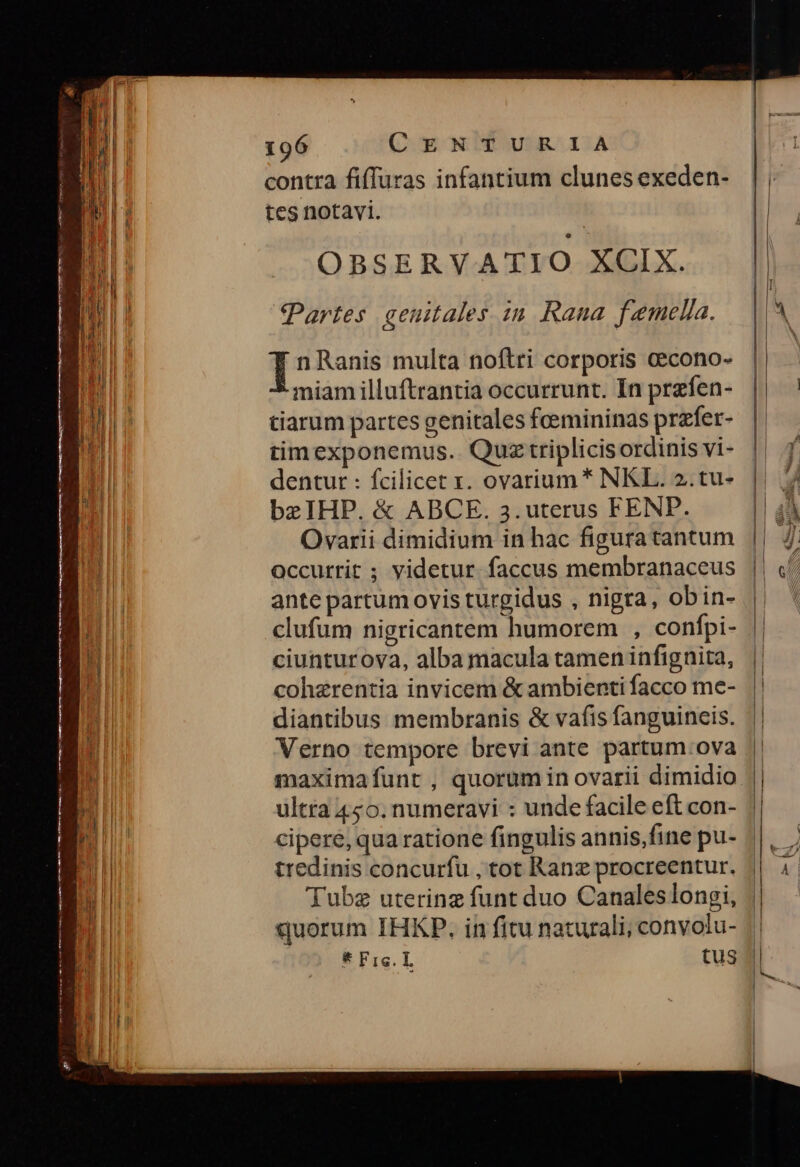 contra fifTuras infantium clunes exeden- tes notavi. OBSERVATIO XCIX. Partes ceuitales zn. Rana femella. n Ranis multa noftri corporis cecono- miam illuftrantia occurrunt. In prefen- tiarum partes genitales feemininas przfer- tim exponemus.. Quz triplicisordinis vi- dentur : fcilicet x. ovarium * NKL. 2. tu- bzIHP. & ABCE. 3.uterus FENP. Ovarii dimidium in hac figura tantum Occurrit ; videtur faccus membranaceus ante partum ovis turgidus , nigra, obin- | clufum nigricantem humorem , confpi- || ciunturova, alba maculatameninfignita, | cohzrentia invicem & ambienti facco me- diantibus membranis & vafis fanguincis. Verno tempore brevi ante partum.ova maximafunt , quorum in ovarii dimidio ultra 450. numeravi : unde facile eft con- cipere, qua ratione fingulis annis,fine pu- tredinis concurfu , tot Ranz procreentur. Tubz utering funt duo Canales longi, quorum IHKP. in fitu naturali; conyolu- * Fic. L tus