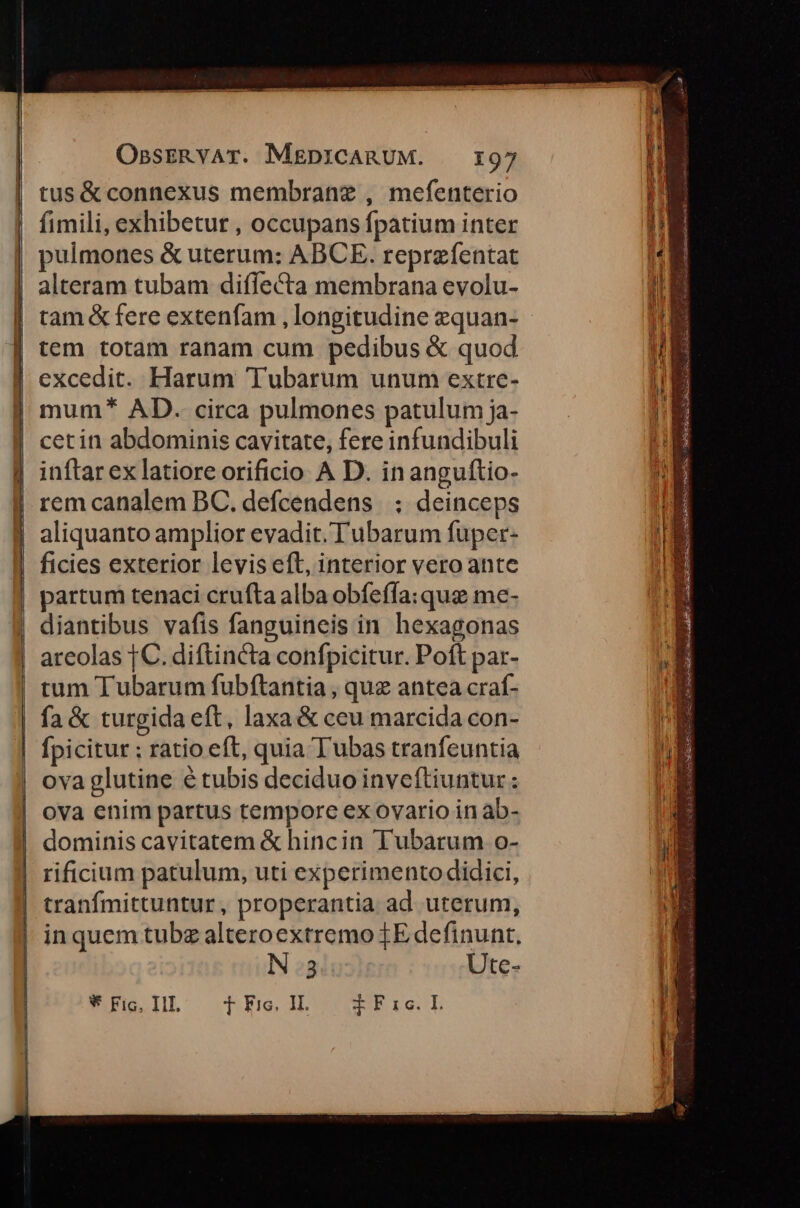tus&connexus membrane , mefenterio fimili, exhibetur , occupans fpatium inter pulmones & uterum: ABCE. reprzíentat alteram tubam diflecta membrana evolu- tem totam ranam cum pedibus & quod excedit. Harum Tubarum unum extre- mum* AD. circa pulmones patulum ja- cet in abdominis cavitate, fere infundibuli inftar ex latiore orificio A D. in anguftio- rem canalem BC. defcendens |; deinceps aliquanto amplior evadit. T'ubarum fuper- ficies exterior levis eft, interior vero ante partum tenaci crufta alba obfefla: qus me- diantibus vafis fanguineis in hexagonas areolas [C. diftincta confpicitur. Poft par- tum Tubarum fubftantia , quz antea craf- fa & turgida eft, laxa & ceu marcida con- fpicitur ; ratio eft, quia Tubas tranfeuntia ova glutine € tubis deciduo inveftiuntur: ova enim partus tempore ex ovario in ab- dominis cavitatem & hincin Tubarum o- rificium patulum, uti experimento didici, tranfmittuntur, properantia ad uterum, in quem tubz alteroextremo TE definunt, N.3 Ute- 8 Fic, III, T Fic. II. tFic. L eT A e caa ese CE UHR) Sccalsge E BSER S T. aero oe Rap E Eod Suede