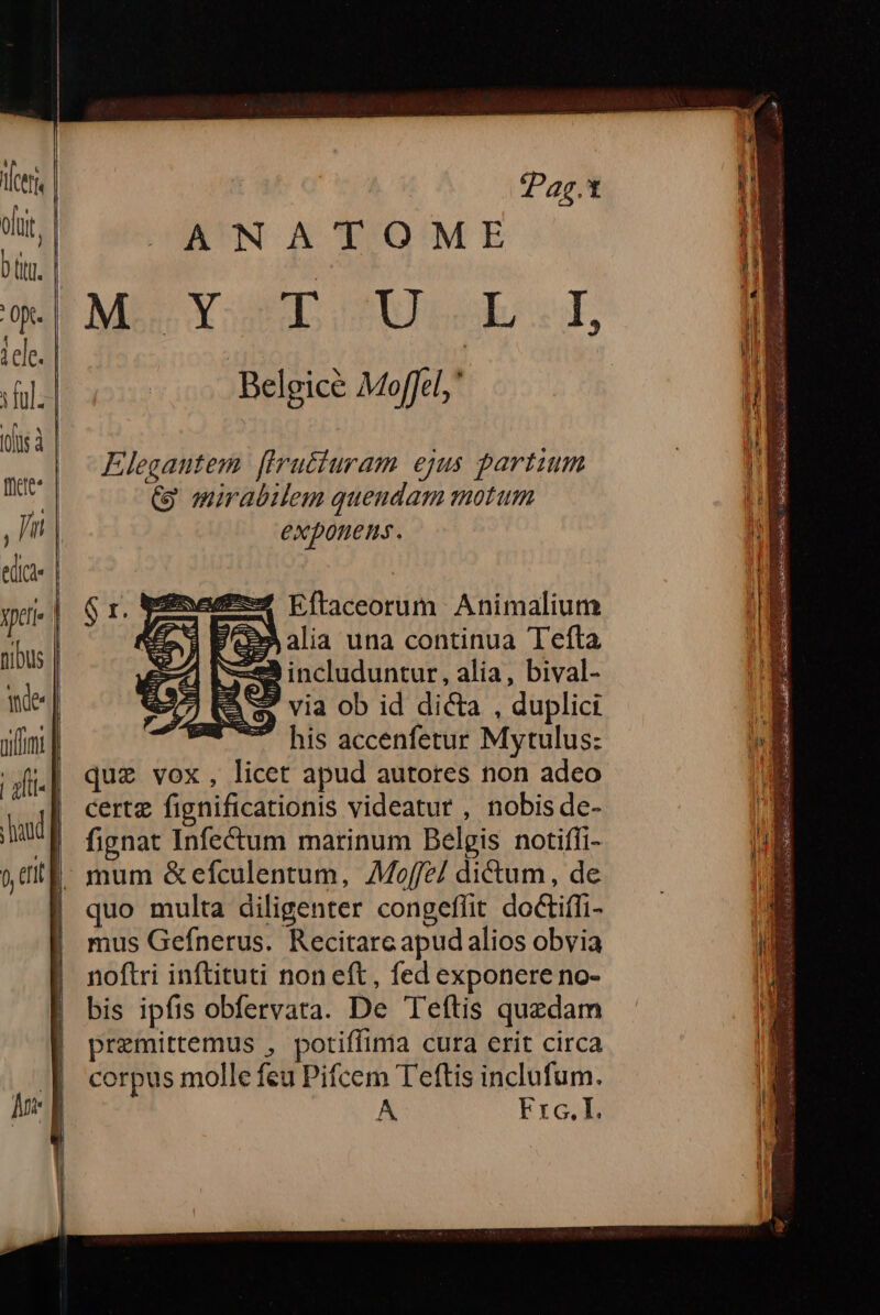 tfc, oli. b iti. | add MES Y GET (PI os «1, icle. | I5, | ful Belgice Moffel, | us | ! su Elegautem [Iruciuram ejus partium ad (g mirabilem queudam motum , Pn | exponens. ec | ypei | Eftaceorum.: Animalium | P9 alia una continua Tefíta nibus | tde« | aifhmi i alt | haod f 0, erit jxe3 includuntur, alia, bival- x via ob id dicta , duplici his accenfetur Mytulus: que vox, licet apud autores non adeo certz fignificationis videatur , nobis dc- fignat Infectum marinum Belgis notifi- mum &amp;efculentum, AMoff/ dictum, de quo multa diligenter congeflit doctiffi- mus Gefnerus. Recitarc apud alios obvia noftri inftituti non eft , fed exponere no- bis ipfis obfervata. De Teftis quzdam premittemus , potiffinia cura erit circa corpus molle feu Pifcem T'eftis inclufum. A Frc.I. M m -— -— Ted arum E uwbcqa wer cuegk o gt ona * Epid od, (eta d. Kati, reca erthapubesei m b M eet i — es RE re z-le a Rie: W RET ym 1 S gr I. Iu E : FIN i m ies Cl ll acercar maso gei due