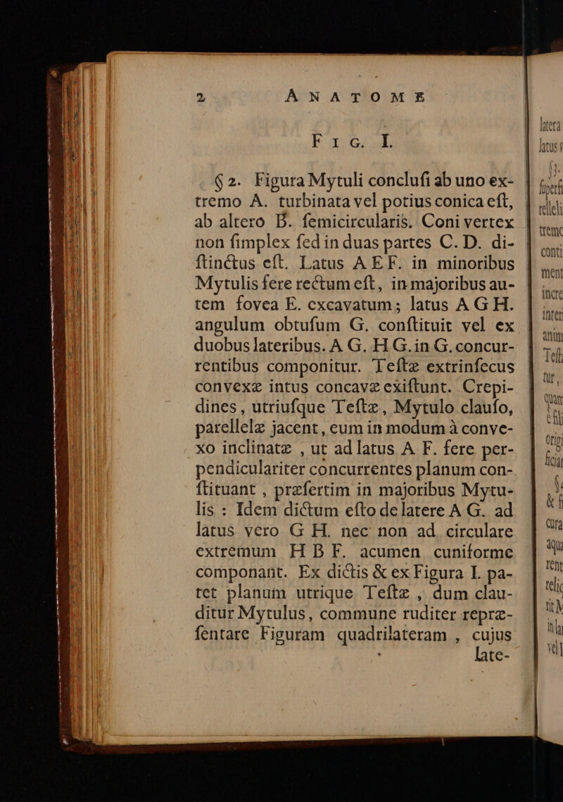 ÀNATOMÉ£ | LT | 1 N | iua E b E quw | hti m a iul $2. Figura Mytuli conclufi ab uno ex- lic 8 tremo A. turbinata vel potiusconicaeft, | |j E ab altero. D. femicircularis. Coni vertex |... E non fimplex fed in duas partes C. D. di- | n B ftinctus eft. Latus AEF. in minoribus | ^ A Mytulisfere rectum eft, in majoribusau- | ;... uM tem fovea E. cexcavatum; latus AGH. o m angulum obtufum G. conftituit vel ex | ain | MI duobus lateribus. A G. H G.in G. concur- Tif i rentibus componitur. Teftz extrinfecus |, convexz intus concavz exiftunt. Crepi- p dines, utriufque Teftz, Mytulo claufo, | in | parellelz jacent, eum in modum à conve- | a jJ xo inclinatz , ut ad latus A F. fere per- 5 H pendiculariter concurrentes planum con- | '' ftituant , przfertim in majoribus Mytu- ) [ lis : Idem di&amp;um efto delatere A G. ad. | *! ! latus vero G H. nec non ad circulare | | exremum H B F. acumen cuniforme | ' n componant. Ex dictis &amp; ex Figura L pa- ditur Mytulus, commune ruditer reprz- T M fentare Figuram quadrilateram , cujus — A | : late- | €» £— —£t [21