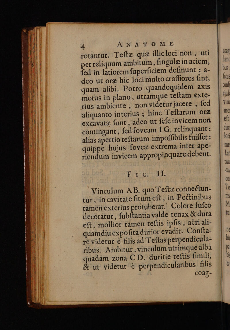 rotantur. Teftz quz illicloci non , uti perreliquum ambitum, fingulz in aciem, fed in latiorem fuperficiem definunt : a- deo ut org hic loci multo craffiores fint, quam alibi. Porro quandoquidem axis motus in plano, utramque teftam exte- rius ambiente , non videtur jacere , fed aliquanto interius ; hinc Teftarum orz excavatz funt , adeo ut fefeinvicem non contingant, fed foveam I G. relinquant: alias apertio teftarum impoffibilis fuiffet : quippe hujus fovez extrema inter ape- riendum invicem appropinquare debent. Ec T. Vinculum A B. quo Teftz connectun- tur, in cavitate fitum eft, in Pecinibus tamen exterius protuberat. Colore fufco decoratur , fubftantia valde tenax &amp; dura eft, mollior tamen teftis ipfis , a&amp;ri ali- quamdiu expofita durior evadit. Confta- re videtur é filis ad Teftas perpendicula- ribus. Ambitur , vinculum utrimque alba quadam zona C D. duritie teftis fimili, &amp; ut videtur e perpendicularibus filis coag- c»? e e 23