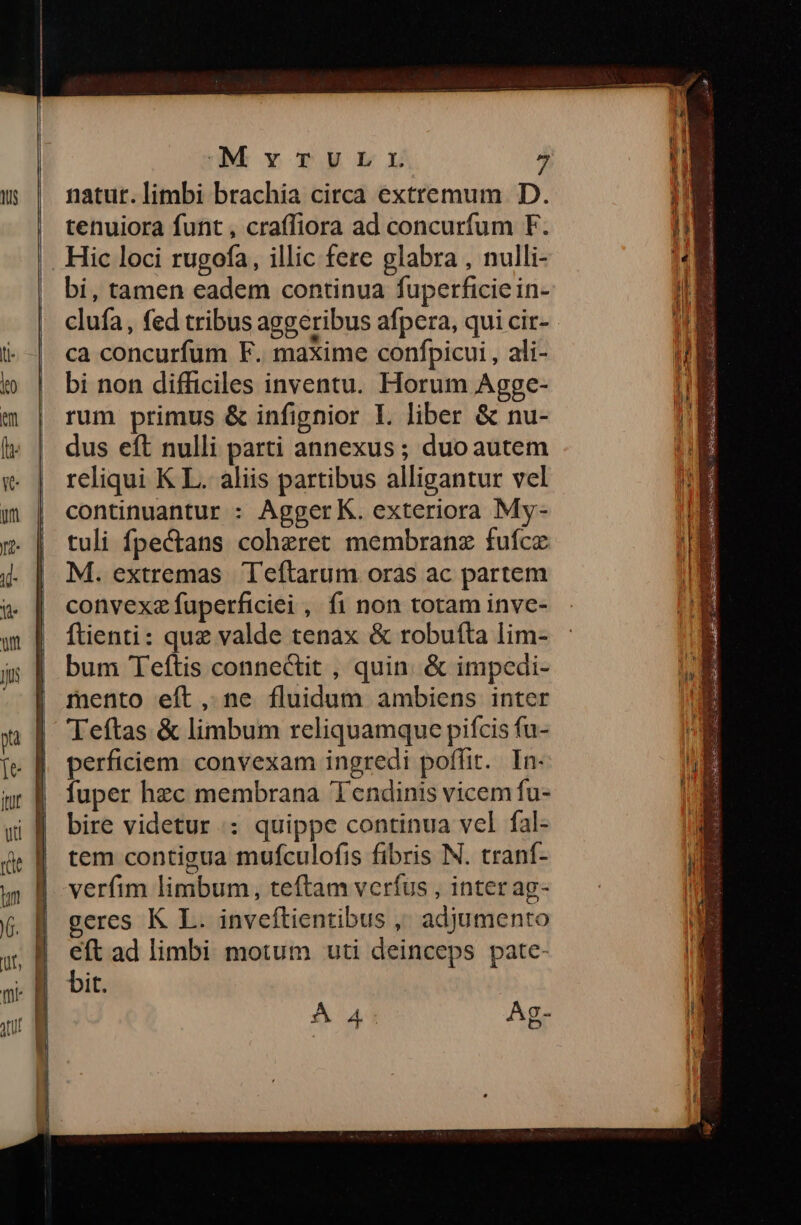 OM ov TU4ELI natur. limbi brachia citca extremum D. tenuiora funt, crafliora ad concurfum F. . Hic loci rugofa, illic fere glabra , nulli- bi, tamen eadem continua fuperficicin- clufa , fed tribus aggeribus afpera, qui cir-.- ca concurfum F. maxime conffpicui , ali- bi non difficiles inventu. Horum Agge- rum primus & infignior I. liber & nu- dus eft nulli parti annexus ; duo autem reliqui K L. aliis partibus alligantur vel continuantur : AggerK. exteriora My- tuli fpectans coheret membranz fufcz M. extremas Teftarum oras ac partem convexz fuperficiei , fi non totam inve- ftienti: quz valde tenax & robutfta lim- bum Teftis connectit , quin. & impedi- mento eft, ne fluidum ambiens inter Teftas & limbum reliquamque pifcis fu- perficiem. convexam ingredi poffit. In- fuper hec membrana Tendinis vicem fu- bire videtur .: quippe continua vel fal- tem contigua mufculofis fibris N. tranf- verfim limbum, teftam vcríus , inter ag- geres K L. inveftientibus , adjumento eft ad limbi motum uti deinceps pate- bit. À A4 Ag-