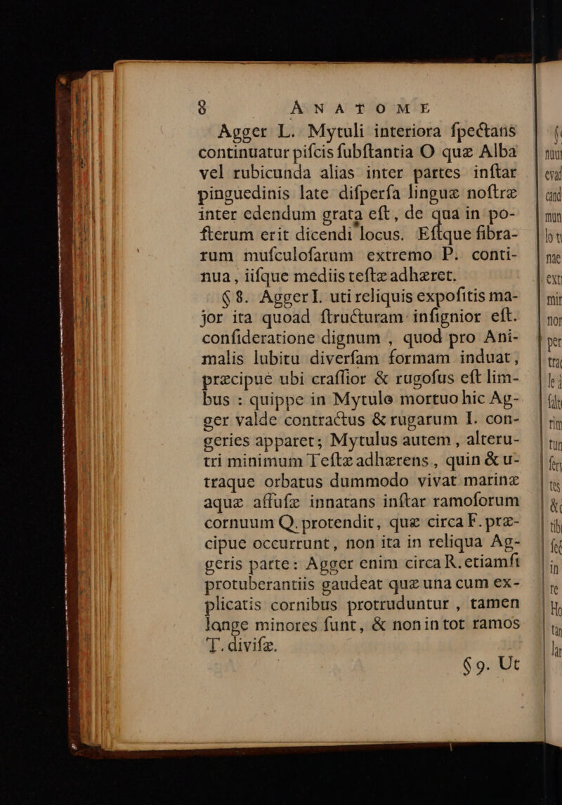 Agger L. Mytuli interiora fpectans continuatur pifcis fubftantia O quz Alba vel rubicunda alias inter partes inftar pinguedinis late difpería linguz noftre inter edendum grata eft, de quá in po- fterum erit dicendi locus. Eftque fibra- rum mufculofarum extremo P. conti- nua, iifque mediis teftz adhzret. $8. Aggerl utircliquis expofitis ma- jor ita quoad ftructuram infignior eft. confideratione dignum , quod pro Ani- malis lubitu diverfam formam induat, precipue ubi craflior & rugofus eft lim- bus : quippe in Mytule mortuo hic Ag- ger valde contractus & rugarum I. con- geries apparet; Mytulus autem , alteru- tri minimum Teftz adhzrens , quin & u- traque orbatus dummodo vivat marinz aque affufe innarans inftar ramoforum cornuum Q. protendit, quz circa F. prz- cipue occurrunt, non ita in reliqua Ag- geris parte: Agger enim circa R. etiamfi protuberantiis gaudeat quz una cum ex- plicatis cornibus protruduntur , tamen lange minores funt, & nonintot ramos T. divifz.