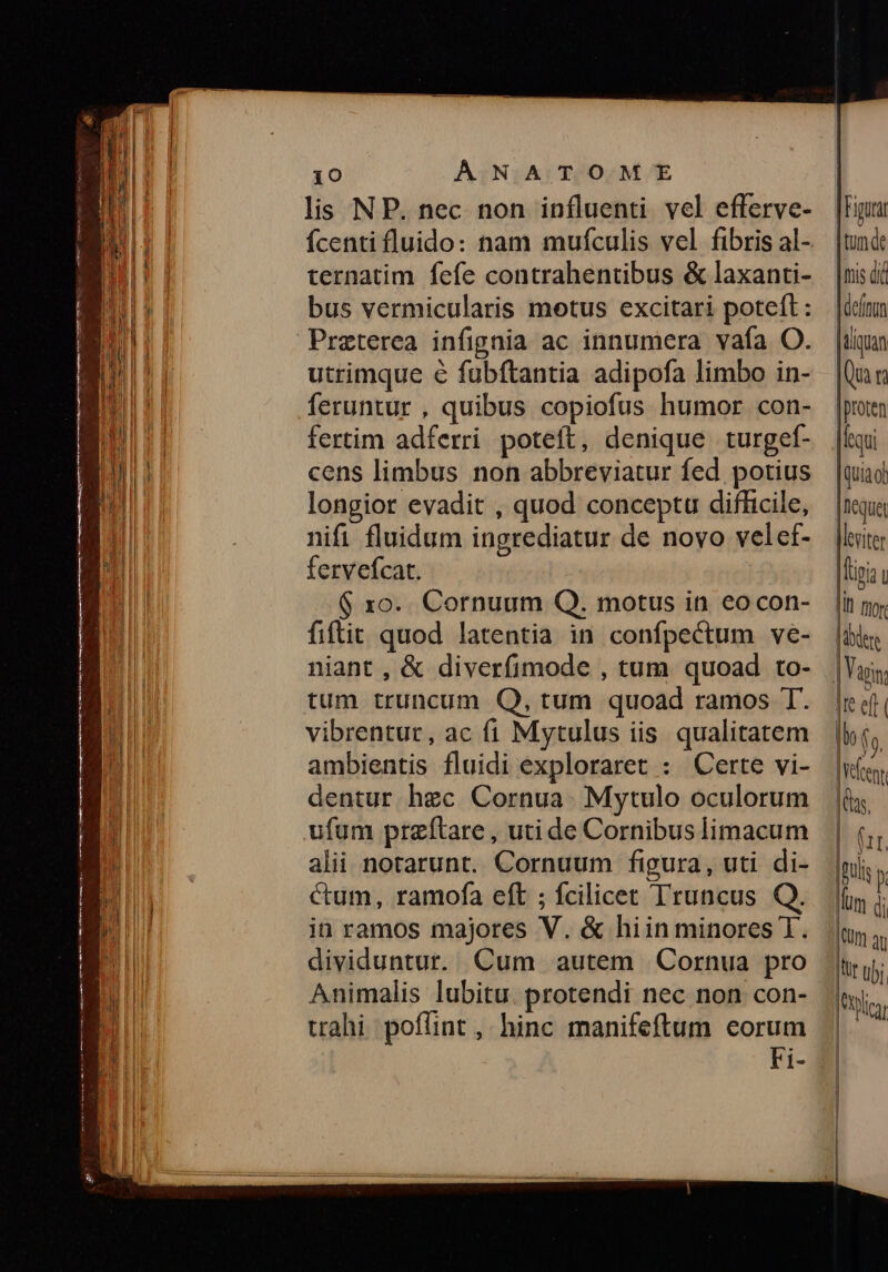 lis NP. nec non influenti vel efferve- ternatim fefe contrahentibus & laxanti- bus vermicularis motus excitari potefl: utrimque e fubftantia adipofa limbo in- fertim adferri poteft, denique turgef- cens limbus non abbreviatur fed potius longior evadit , quod conceptu difficile, nifi fluidum ingrediatur de novo velef- fervefcat. | G6 xo. Cornuum Q. motus in eocon- fiftit quod latentia in confpectum ve- niant , & diverfimode , tum quoad to- tum truncum Q, tum quoad ramos T. vibrentur, ac fi Mytulus iis qualitatem ambientis fluidi exploraret : Certe vi- dentur hec Cornua. Mytulo oculorum ufum przftare , uti de Cornibus limacum alii norarunt. Cornuum figura, uti di- ctum, ramofa eft ; fcilicet Truncus Q. in ramos majores V. & hiin minores T. dividuntur. Cum autem Cornua pro Animalis lubitu. protendi nec non con- trahi poffint , hinc manifeftum eorum Fi- [Figura TUI de [mis di [defun |tliqran (ua ra |proten |Icqui [uia o) [eque flcviter Tipi u l for | ier [ln eft | bof 9. |Vefent Jas | Uu Quis D fum di Utm du Aur ubi. Ficar