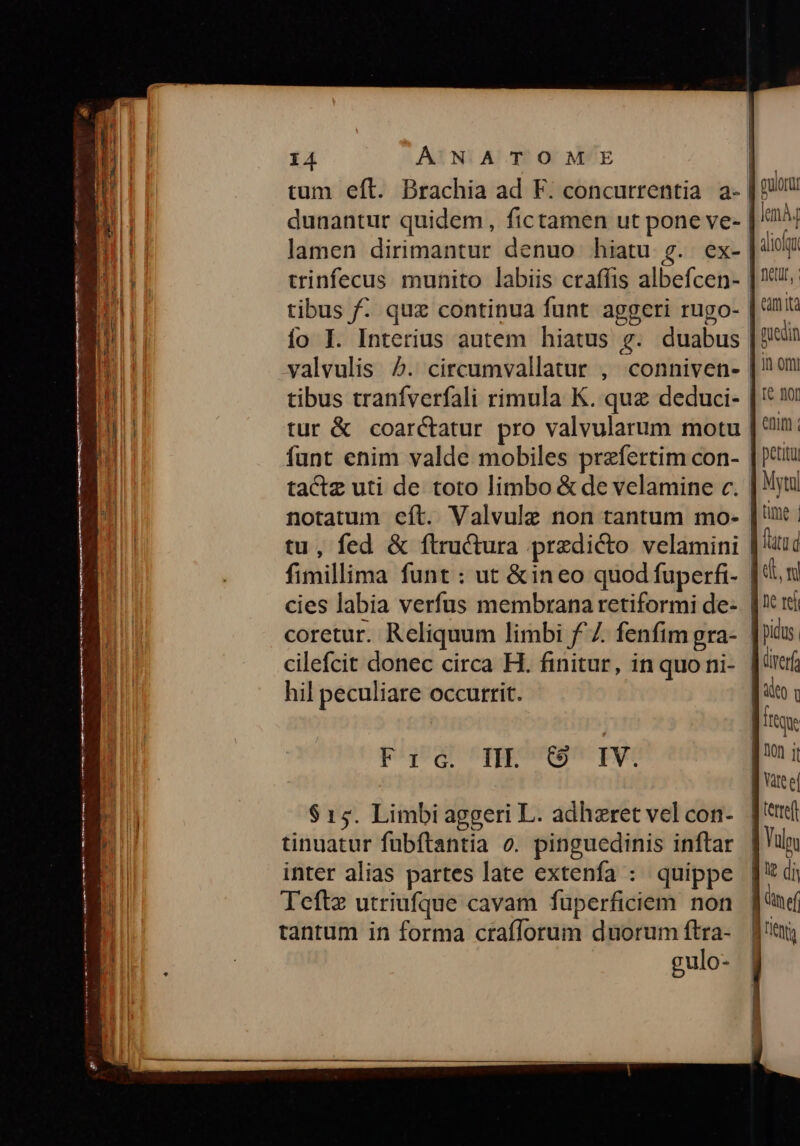 tum eft. Brachia ad F. concurrentia a- | dunantur quidem , fictamen ut pone ve- | km| lamen dirimantur denuo hiatu g. ex- dioi trinfecus munito labiis craffis albefcen- | tibus f. quz continua funt aggeri rugo- | à ío I. Interius autem hiatus g. duabus | quodin valvulis 5. circumvallatur , conniven- |? 0t: tibus tranfverfali rimula K. quz deduci- | '* 1! tur &amp; coarctatur pro valvularum motu | funt enim valde mobiles praefertim con- | petu tactz uti de toto limbo &amp; de velamine c. | yt notatum eít. Valvule non tantum mo- | it . tu, fed &amp; ftructura predicto velamini | lutud fimillima funt : ut &amp;ineo quod fuperfi- |n cies labia verfus membrana retiformi de- | rd coretur. Reliquum limbi f^. fenfim gra- | pius. cilefcit donec circa H. finitur, in quo ni- | drerf guloru hil peculiare occurrit. ideo Irtque Fic. IHE IV. [o i ] vate el $15. Limbiaggeri L. adheret velcon- [t tinuatur fübftantia o. pinguedinis inftar. | umi inter alias partes late extenfa : quippe ['*di Teftz utriufque cavam fuperficiem non | nef tantum in forma craflorum duorum ftra- — f gulo-