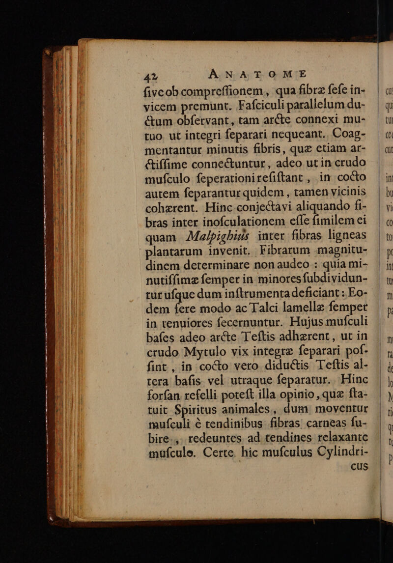 fiveob compreffionem, qua fibrz fefe in- vicem premunt. Fafciculi parallelum du- &amp;tum obfervant, tam arcte connexi mu- tuo. ut integri feparari nequeant. Coag- mentantur minutis fibris, quz etiam ar- &amp;tiffime connectuntur , adeo ut in crudo mufculo feperationirefiftant , in cocto autem feparantur quidem , tamen vicinis cohzrent. Hinc.conjectavi aliquando fi- bras inter inofculationem efle fimilem ci quam JAMajpighiis inter fibras ligneas plantarum invenit, Fibrarum magnitu- dinem determinare non audeo : quia mi- nutiffimz femper in minoresfubdividun- tur ufque dum inftrumenta deficiant ; Eo- dem fere modo ac Talci lamellz femper in tenuiores fecernuntur. Hujus.mufculi bafes adeo arcte Teftis adherent, ut in crudo Mytulo vix integre feparari pof. fint, in cocto vero diductis Teftis al- tera bafis. vel utraque feparatur. Hinc forfan refelli poteft illa opinio, quz fta- tuit Spiritus animales, dum. moventur mufculi é tendinibus fibras: carneas fu- bire., redeuntes ad tendines relaxante müfcule. Certe. hic mufculus Cylindri- cus