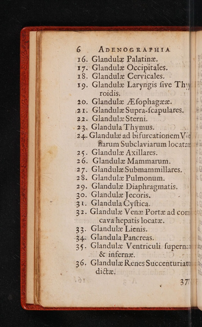 !j M a y N/ 5 ABA hof 2h 5n LZ AP ] ! SAU S EATER e ADENOGRAPHIA 16. Glandulz Palatina. 17. Glandulz Occipitales. 18. Glandulx Cervicales. 19. Glandulz Laryngis five Thy roidis. 20. Glandulz /Efophagzz. 21. Glandulz Supra-fcapulares. 22. GlandulzSterni. -. | 23. Glandula Thymus. | | [ 24.. Glandulx ad bifurcationemV (d fiarum Subclaviarum locatzd 5 26. Glandulz Mammarum. 27. GlandulzSubmammillares. 28. Glandulx Pulmonum. 29. Glandulx Diaphragmatis. 30. Glandulz Jecoris. 31. Glandula Cyftica. | 32. Glandulz Venz Portz ad cori |: cava hepatis locata. 33. Glandulz Lienis. 24: Glandula Pancreas. 35. Glandulx Ventriculi. fupern:j 1t &amp; inferna. | 36. Glandulz RenesSuccenturiattl 12. dicta.