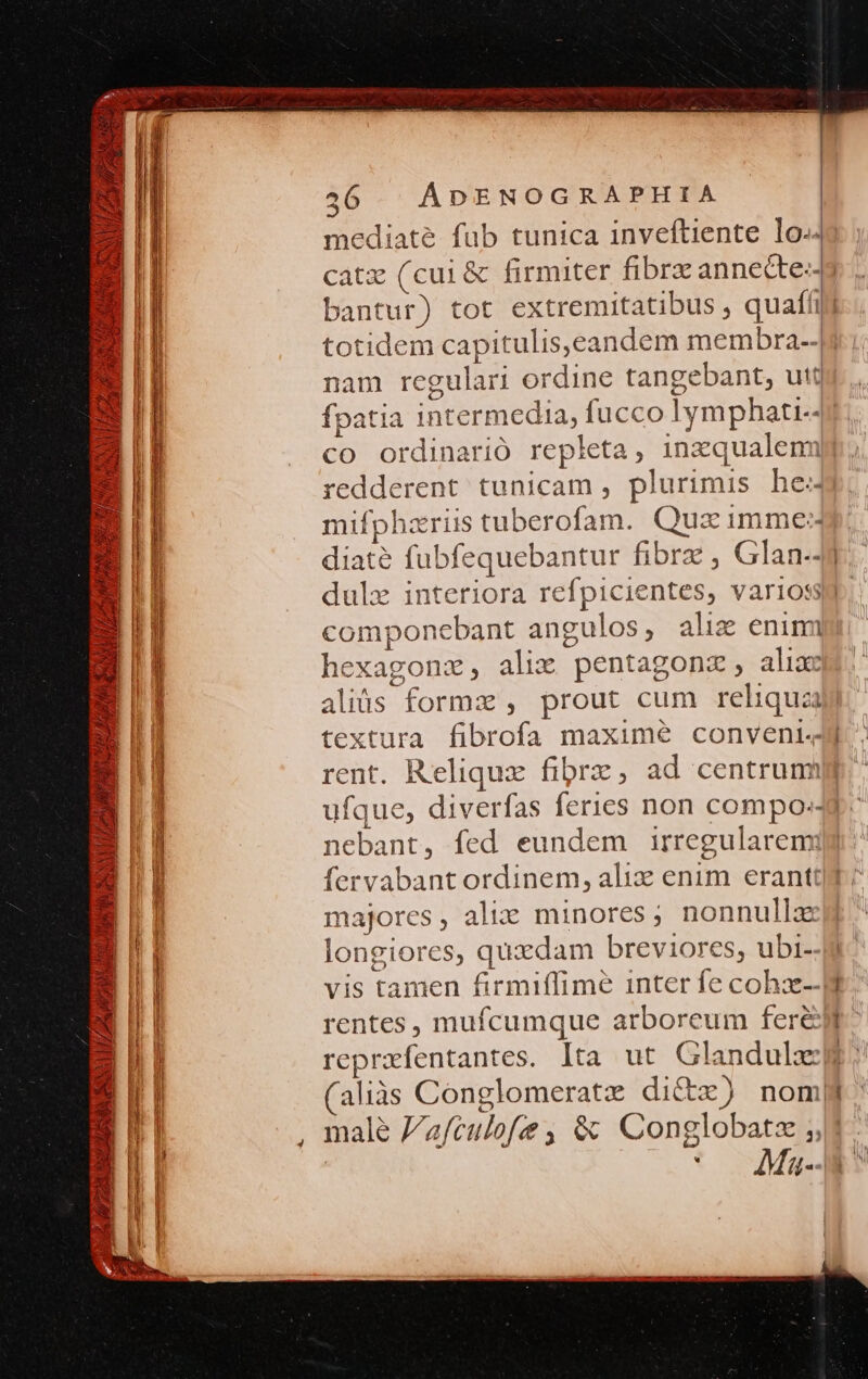 SENS 1 LUE PES ^ » [ / ' , Diis «12 VIE Ju.) ^ / s: uo fea uit S ] T pax à  —€ -— f. à S 25 ( ?   3 -: CUT SPON ORNA S LH 4 : d Ue e MR iod P ou ^ D 7x0] WIE qa trt ra —— - z Cd AR. ME é - 2 ; i ITEMS VES ] jon SI — muc ET lel. A r jit LC ^ ATE 7/7. à EA IESU o RA m d —-— cuir Es CY RAI. es PP NENET — — EX fes o A z ——— —9 I URER d - ] 4 pes Vs Tipcere ^ e: qeu PON M den odit 3S1 ZA MA v s AM z 36. ADENOGRAPHIA mediate fub tunica inveftiente lo. Cütx (C cui&amp; firmiter fibrz annecte-- totidem capitulis,eandem membra-- nam regulari ordine tangebant, utt fpatia intermedia, fucco lymphati-- co ordinarió repleta, inzqualenn redderent tunicam , plurimis he dulzx interiora refpicientes, varioss componebant angulos, aliz enim hexagonz, alix pentagonz, alixc aliis formz , prout cum reliqua rent. Reliqux fibrz, ad centrum! : nebant, fed eundem irregularem: majores, aliz minores ; nonnulla longiores, quxdam breviores, ubi- (aliàs Conglomeratz di&amp;zx) nom malé 'afculofe , &amp; Conglobatz ;; | ' 4Ma-