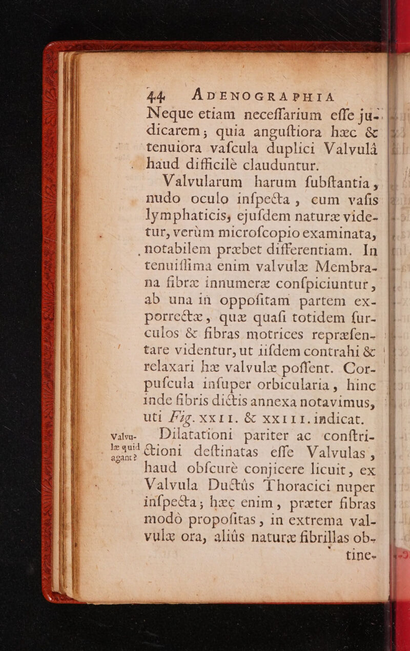 E^ /» - py ^ y D 7 (7 l P. 5p. 44 ? ^ T 44 | ADENOGRAPHIA Neque etiam neceffarium effe ju- dicarem ; quia anguftiora hxc &amp; tenuiora vafcula duplici Valvulá haud difficilé clauduntur. Valvularum harum fubftantia , nudo oculo infpe&amp;ta , cum vafis lymphaticis, ejufdem naturz vide- tur, verüm microfcopio examinata, tenuiffima enim valvulz Membra- na fibrz innumerz confpiciuntur, 3b una ià oppofitam partem ex- porrectz , qux quafi totidem fur- culos &amp; fibras motrices reprzfen- modo propofitas , in extrema val- vulz ora, aliüs naturz fibrillas ob-  fine-