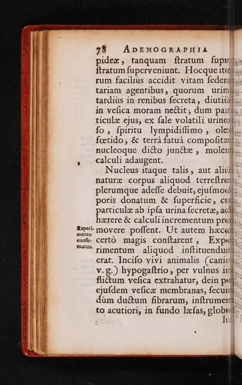 8$ — ÁDENOGRAPHIA | pidex, tanquam fítratum fupingj: | ftratum fuperveniunt. Hocque itj... E rum facilius accidit vitam fedeml$.. - Tq tariam agentibus, quorum urimij M tardiüs in renibus fecreta, diutiuil .. m in vefica moram ne&amp;it ; dum pairj.. T ticulx ejus; ex fale volatili urincoj... E fo , fpiritu lympidiffimo , ole... —H foetido , &amp; terrà fatuà compofitaxj.. Br nucleoque dicto jun&amp;z , mole... E . calculi adaugent. qq Nucleus itaque. talis, aut aliülf ; B. naturx corpus aliquod terreftreej. - MIT plerumque adeffe debuit, ejufmo«dt; B poris donatum &amp; fuperficie, cuit. B particulz ab ipfa urina fecretz, acl. hzrere &amp; calculi incrementum pra. Yx»- movere poflent. Ut autem hzc... P: A rein ES | l gnento MI eo&amp;- certó. magis conftarent , Exp. E  nmentum aliquod inftituenduij.. :1 1l erat. Incifo vivi animalis (cani; [| li | v.g.) hypogaftrio, per vulnus iij. 4 Wd flitum vefica extrahatur, dein pij. E ejufdem veficze membranas, fecuuf. - B , düm du&amp;um fibrarum, inftrumetij. B to acutiori, in fundo lxfas; globuf.. B | Iul P zx cv