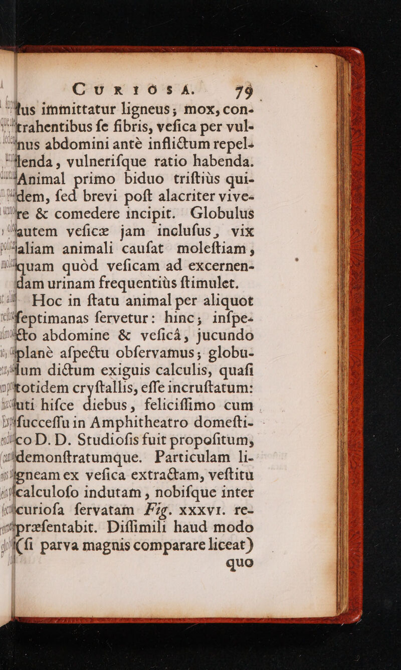 lus itnmittatur ligneus; mox, con- 'krahentibus fe fibris, vefica per vul- nus abdomini anté infli&amp;um repel flenda, vulnerifque ratio habenda. J4Animal primo biduo triftiüs qui- dem, fed brevi poft alacriter vive- re &amp; comedere incipit. Globulus lutem vefice jam inclufus, vix tidotiam animali caufat. moleftiam, quam quód veficam ad excernen- dam urinam frequentiüs ftimulet. u Hoc 1n ftatu animal per aliquot üfeptimanas fervetur: hinc; infpe- os abdomine &amp; veficá, jucundo ; plane afpectu obfervamus ; globu- Uum di&amp;um exiguis calculis, quafi 1 ;fotidem cryftallis, effe incruftatum: wutr hifce diebus, feliciffimo cum . infacceffa in Amphitheatro domefti- ilico D. D. Studiofis fuit propofitum, sldemonftratumque. Particulam li- Wleneam ex vefica extra&amp;tam, veftitu iicalculofo indutam , nobifque inter (curiofa fervatam Fig. XXXVI. re- yfprzfentabit. Diffimili haud modo X fi parva magnis comparare liceat ) quo 1T uc ECOLE WIESO. UREJCUT e JR SORA, 1008 RP neg qut