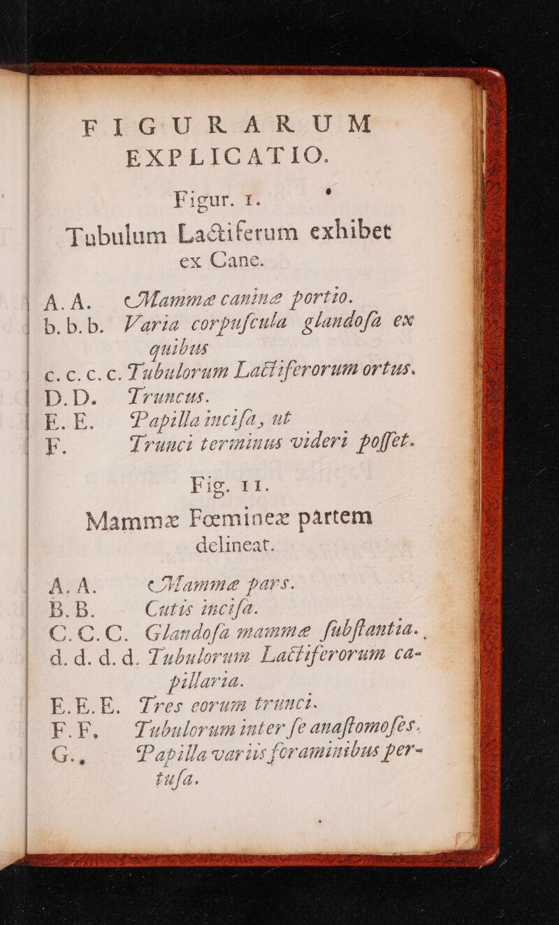 I GUR AR UM EXPLICATIO. Y I 4 à Figur. [. Tubulum La&amp;iferum exhibet ex Cane. A.A. cMamme canine portio. b.b.b. Zaria corpufcula glandofa ex qui AS c. c.c.c. Tabulorum Latiiferorum ortus. D.D. roni d. E.E. fapillaicifa, ut 'ceminea pártem delineat. £ Wi T 2^ 4j A. A. Mamme pa E À o B. B. Cutis 5) LENA: 09 43 Y Gamdo fà nmamnme y : Á fabflantza. -— à d el V€ xà tà NY E.E.E. Tres eorum trunci. F.F. — Tubulorum inter fe anaftomofes. ELLA aor ASIE AE LIT TS aa ELA