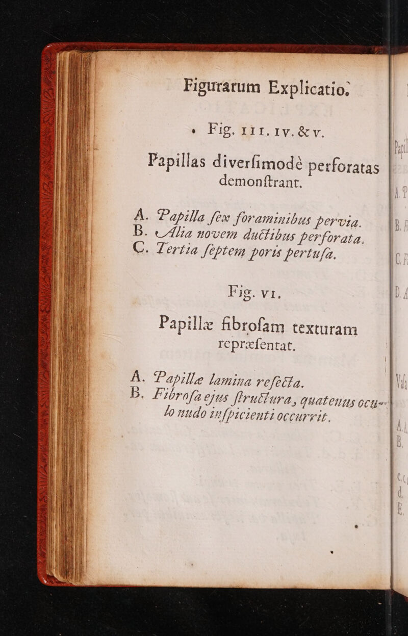 i? bus Iris eu rae i * E FEE FUE CERT BAN UP^EA ARE HIR HE REM : Ez &amp; Pie Er rvastv. Papillas diverfimodé perforatas demonftrant. D. //AIia novem dutdibus perforata. C. Zertia feptem poris pertufa. Fig. vr. Papille fibrofam texturam reprxfentat, Á. PPosille Lamina refecía. | b. Fibrofaejus firutfura, quatenus ocg- | Jo ndo infpicienti occurvit. AP ETT CS