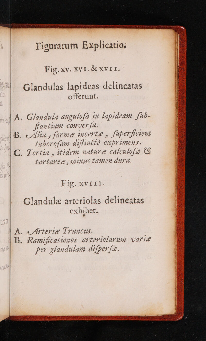 wg E HARE LI qim t ug  ic MEN Nt . VIE VKQRU EE Mp HNGNIAT RA AIR RET Aon a Stn tq Figurarum Explicatio. Fig.xv. xv1.&amp; Xv1I1.  Glandulas lapideas delineatas offerunt. | A. Giandula augulofa in lapideam fub- jautiam comer fa. | B. vla , forme mcerte , füperfiezem | tuberofam diflincià exprimens. 1C. Tertia , itidem nature calculofe Q tartareg ,qninus tamen dura. Fi Cr *«y*YXY Y [*. Ig. XV III Glandulz arteriolas delineatas exhibet. | A. eZrterie Truncus. | B. Ramificationes. arteriolarum varie per glandulam difper fa. Bu 2E LUE eoo YER META UII SAEI MA ANE SU X SEINS 3: A v Da ny ^ va