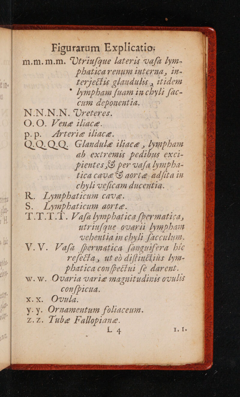 Figurarum Explicatio: m.m. m.m. 'Ofrzufque lateris vafa Iymn- Pp phaticarenum iunteraa, 1n- rjetizs glaudule , 2tdem s Went f IU in cbyli fac- eum de; honentia. N.N.N.N. 'Üreteres. O.O. Feuse lace. p.p. brierie aca. Q.Q. Q.Q.. Giaudule iac , 1b Cia ab exíremts fedihur €a pientes per vafa Lynn, bs 1: Lica caue aorta adfita 77 chylt veficam ducentia. R. Lympbaticum cava. B. dL ympbatici um aorta. LO TEE afa Iympbatica fbermatica, utviu (f/que (vari Iynpba: vebentia ip chyli facculus Vafa Jer natia fanguifera bis refetía, ut e bres Iyst- phatica confbetlui fé darent. Qvar:a varie maguitu con[puicua .X.. Ovula. . Ornameutum foliaceum. Tube Fallopiauz. l 4. I, AL V. m W. W. At. 5 OUI A N rs A N CE SL UEEU OUS hoo AS TREBA AMICIS Ite S AR IET fud LI Dod in n S T€ gr Nd Ae da XT UN AGNES E MoVLIDWE Nera i WB