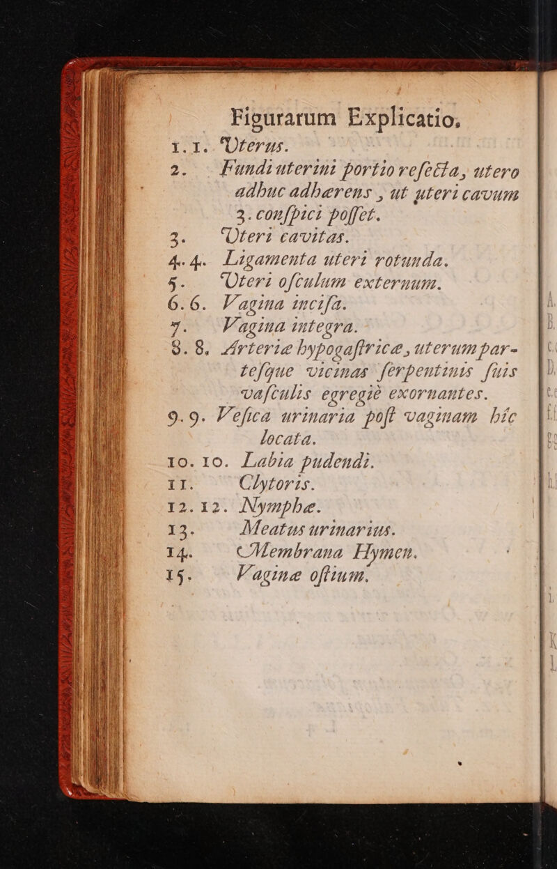 I.I..'Uferus. 2. Fundiuterzum portio refecta, utero adbuc adberens , ut uteri cavum 3. confpiei poffet. Oter cavitas. 4. Lugamenta uter votuuda. teri ofculum externum. V'agma uncta. Vagina integra. . 8. rion; ue by ipogaftrice ,u terumpar- fefgue vicinas ferpen HLInts ^ füis vafculis egregio exornantes. 9.9. Fefica urinaria pofé vagmam bfc lecata. Io. 10. Labia pudeudi. pr Cytoris. 12. 12. Nympbe. e M CV WR o2 n nl esl co [OF V , A c » UN d d Nan 194 Ji piv TA 2s del da NA CN UT LA, OPENS; ARE ALAFSD rcc Pa. UV UR GU). pfe MU U Vy » Tm d LM AUS tj | X |! EXTTENCIT S MESI mm ym Io. 3op. 15. Meatus urzuarius. c Membrana Hymen. lVagine ofiium.