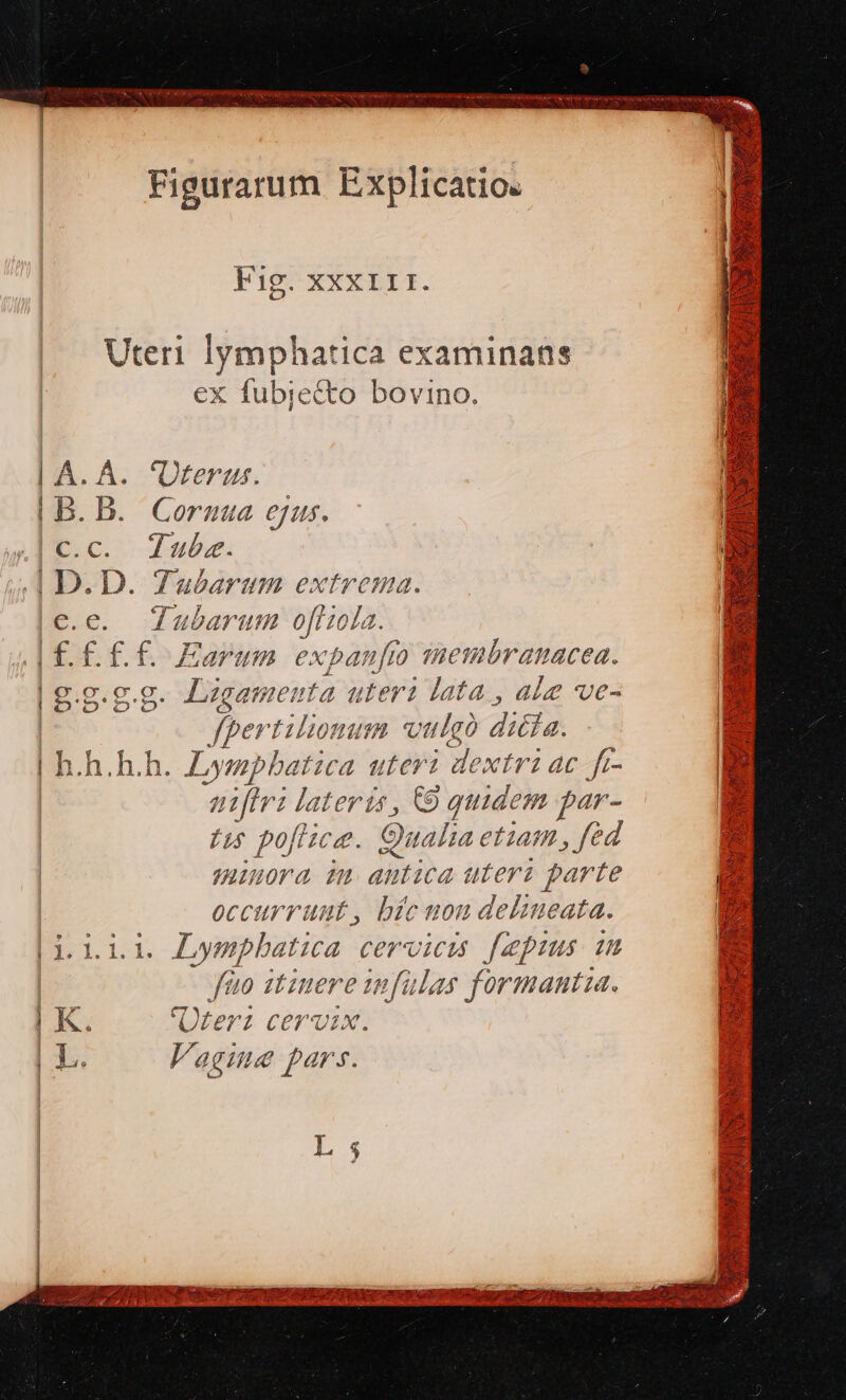 RC ROREM UA e t y iva GENE RUIT e eret Figurarum Explicatio. Fig. XXx1I:. Uteri dosis examinans ex fubjecto bovino. P 'Üterus. Cornua ejus. Tube. Tubarum extrema. e. Tubarum ofiola. É.£.£ Earum expanfto enembranacea. .g.g. Ligamenta uteri lata , ale ve- fper t lionum vulgo dila. | h.h.h.h. Lyupt atica uteri dextri ac f- nli lateris, 9 quidem par- /u pofiice. € aalia etiam fed minora im autica uteri parte | occurrunt, bíc uon delineata. Bu. i ampbatica cervicis [pinus 1n feno itinere infulas forimantza. | K. Üteri cervix. | Le Vagine pars. i. ^n tm» c? OQ