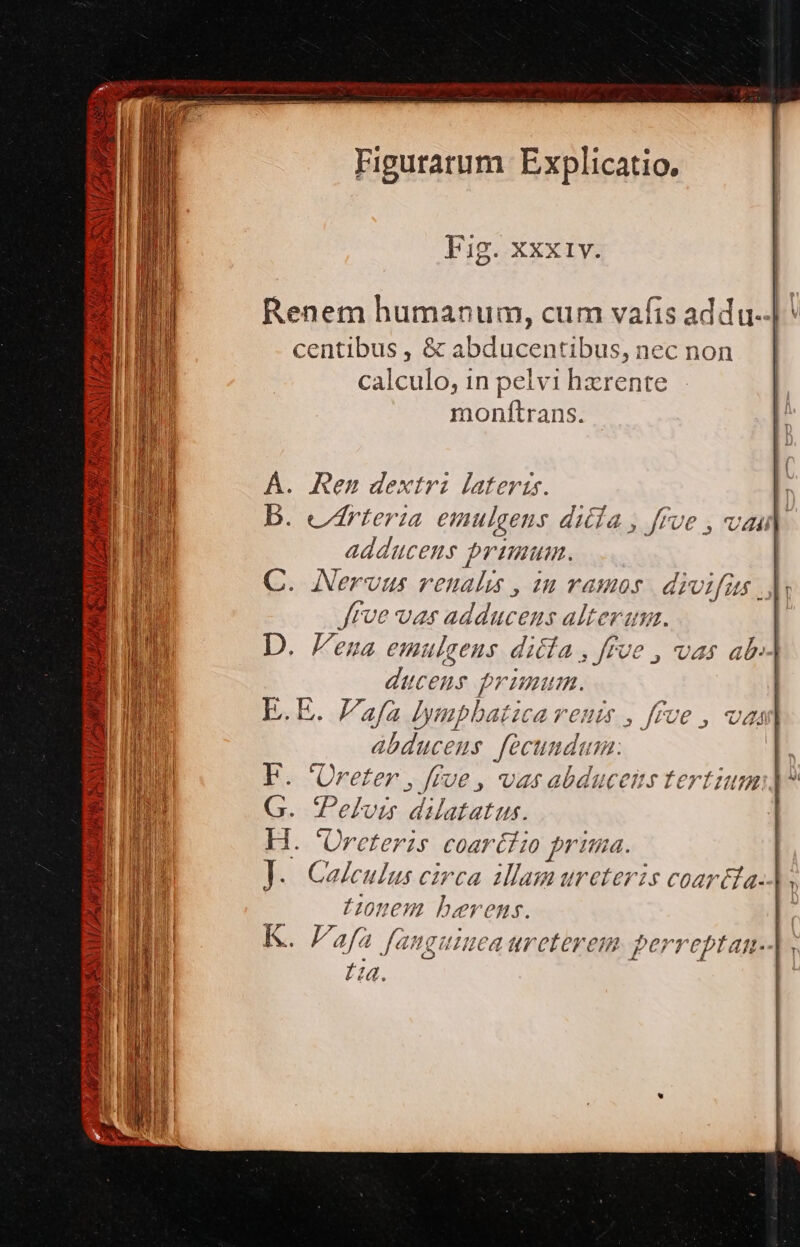 Renem humanum, cum vafis addu--| ^ centibus , &amp; abducentibus, nec non calculo, 1n pelvi hzrente monítrans. Á. Ren dextri lateris. i frve vas adducens alteram. D. ena emulgeus dica , ffoe , vas ab». ducens primum. E.E. afa lynpbatica venir , ffue , vai ábduceus fecundam: E. Ureter , [fue , vas abducems tert umi G. Pelvis dilatatus. H. 'Oreteris coartiio prima. ]. Calculus circa illammureteris coartta-. tonem lbervens. K. Fafa Jauguimea ureterem perreptan-4, £a. |