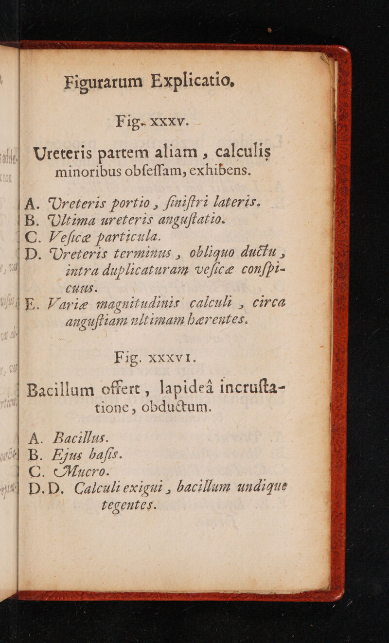 | A. 'Oreterzs port: , Jmfr ; lateris, | B. *U/tzma ureterzs augu[latto. | C. Vefice particula. | D. Ureteris termuius , obliquo ductu , | intra duplicaturam vefice. confpt- Cuns. | E. Farie n guit diis calcula , circa angu[tam uitunam berentes. IoagXxXxv1. € i  P0 e UNS 2 ! Bacillum offert , lapideà incrufta- tione , obdu&amp;tum. | A. Bacillus. 4 B. Ejus bafts. | C. CMucro. Ju] D.D. Qalcult exiguz , bacillum undique Tecentes. Viu ELLE OON olor DRE ARE ENS Um a AER Pus y ot