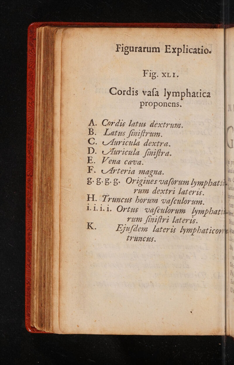 VES M yl Tyr es ddp A eL IN / VA R, ARC CUAL Si A p VES pese 1H t dies tt / Tp An Pu eM AC || , DOLI TMESAGEN (SNC Fidei DU rs NM Figurarum Explicatio. Fig. xrr. Cordis vafa lymphatica proponens. Cordzs latus dextrum. Latus finifirum. vuriula dextra. váuricula fmiftra. Vena cava. vrteria magna. &amp;-B- B. Orizgmes vaforum lympbat. vum dextri lateris. - Arüncus borum vafculorum. Liii Ortus vafiülorum Iympbat: rum fniiri lateris. K. Eufdem lateris lymphaticonls ITHICHS. | L 9 moOov»