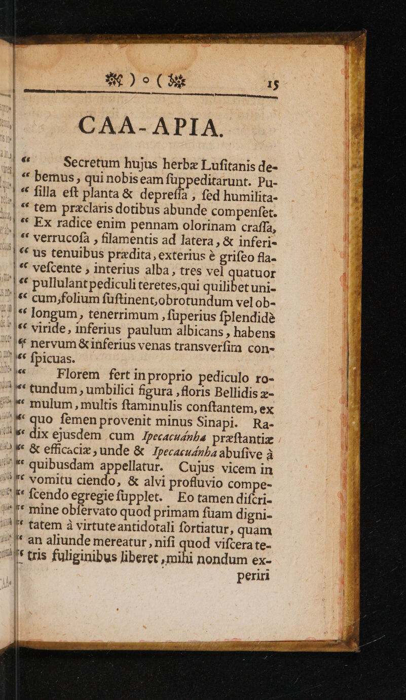 CAA- APIA. J| « Secretum hujus herbz Lufitanis de- ..| * bemus, qui nobiseam füppeditarunt. Pu- /.| * filla eft planta &amp; deprefía ; fed humilita- | |** tem przclaris dotibus abunde compenfet. ,,.| * Ex radice enim pennam olorinam craffa, | ** verrucofa , filamentis ad latera ; &amp; inferi- | «€ us tenuibus przdita, exterius e grifeo fla- | * vefcente ; interius alba, tres vel quatuor | * pullulant pediculi teretes,qui Gbdlibet unie '^14€ cum;folium fuftinent,obrotundum vel ob- -/|** longum, tenerrimum , fuperius fplendide :*|** vinde, inferius paulum albicans , habens |[* nervum &amp;inferius venas transverfia con- :' I** fpicuas. ^ ee Florem fert inproprio pediculo ro- A tundum , umbilici figura ,floris Bellidis x- ** mulum, multis ftaminulis conftantem, ex ^M quo femenprovenit minus Sinapi. Ra- ^ * dix ejusdem cum Jrecacudnba przftantiz 2IF &amp; efficaciz unde &amp; Jpecaeudzba abufive à I quibusdam appellatur. Cujus vicem in !,^*€* vomitu ciendo, &amp; alvi profluvio compe- IF fcendo egregiefüpplet. Eo tamen difcri- ^Ir* mine obfervato quod primam füam digni- '^^f* tatem à virtuteantidotali fortiatur, quam /^f* an aliunde mereatur , nifi quod vifcera te- 1 tris fuliginibus liberet ,mihi nondum ex- | | periri