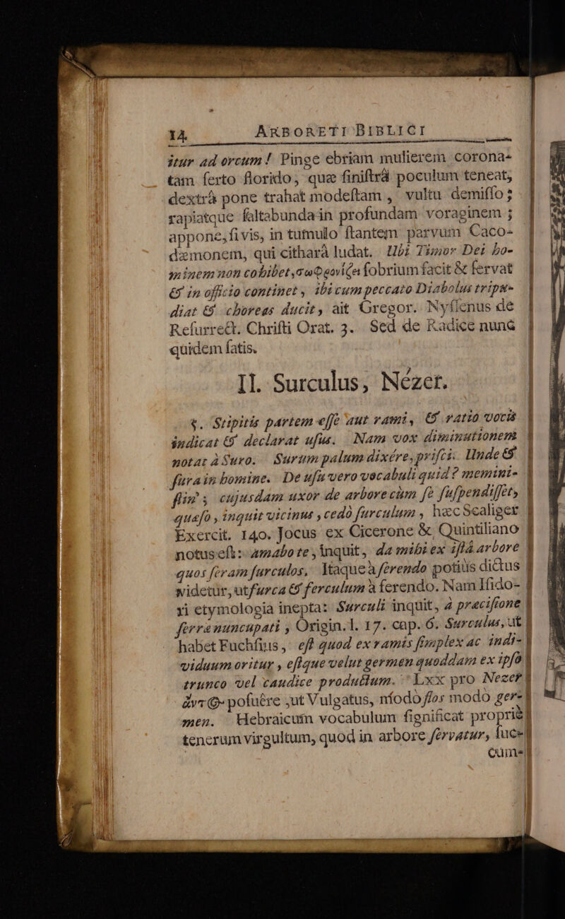 — itur ad orcum ! Pinoe ebriam mulierem corona- tàm ferto florido, que finiftrd poculum teneat, dextrà pone trahat modeftam ,' vultu demiffo ? rapiatque faltabundain profundam voraginem ; appone,fi vis, in tumulo ftantem parvum Caco- damonem, qui citharà ludat. | J5z Tizor De: bo- n inemnon cobibet auQaovi(a fobrium facit &amp; fervat € in officio continet , ibi cum peccato Diabolus trips diat &amp; choreas ducit, at Gregor. Nyflenus de Refurrect. Chrifti Orat. 3. Sed de Kadice nune quidem fatis. old jr II. Surculus, Nezet. «. Suipitis partem effe aut vami, C AL UOCÍÀ indicat 8 declarat ufus, . Nam vox diminutionem notat ÀSuro. Surumpalum dixére,prifti. Linde 6$: mà quos feram furculos, Waque a/erendo potius dictus widetür, utfurca &amp; ferculum à ferendo. Nam MHido- v ALTA firranuncupati Origin.l. 17. cap. 6. Surculus, at Qunis