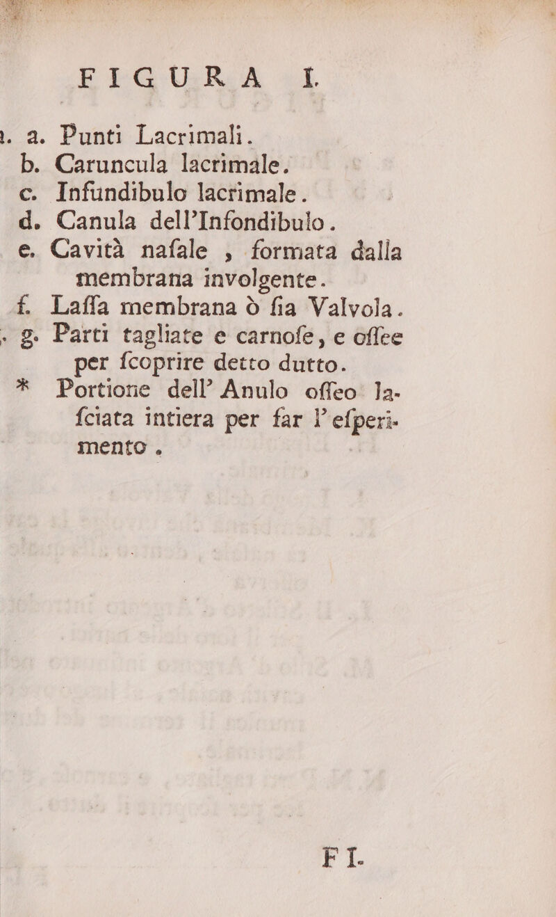 .. a. Punti Lacrimali. b. Caruncula lacrimale. c. Infundibulo lacrimale. d. Canula dell’Infondibulo. e. Cavità nafale , formata dalla membrana involgente. f. Laffa membrana ò fia Valvola. + g. Parti tagliate e carnofe, e oflee per fcoprire detto dutto. * Portiorie dell’ Anulo offeo. Ja- fciata intiera per far l’ efperi. mento . FI.