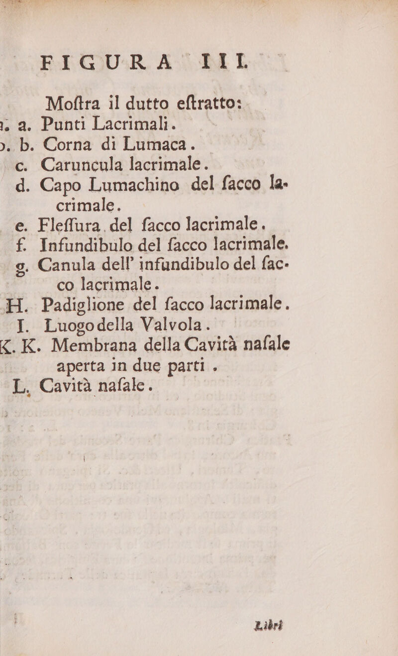 FIGURA 1IlLI Moftra il dutto eftratto: i. a. Punti Lacrimali. &gt;. b. Corna di Lumaca. «c. Caruncula lacrimale. d. Capo Lumachino del facco la. crimale. e. Flefura del facco lacrimale. f. Infundibulo del facco lacrimale. g. Canula dell’ infundibulo del fac- co lacrimale. H. Padiglione del facco lacrimale. I. Luogodella Valvola. .K. Membrana della Cavità nafale aperta in due parti . L. Cavità nafale. Libri