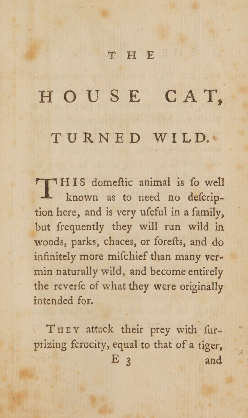 HOUSE GaT. TURNED WILD. HIS domeftic animal is fo well known as to need no defcrip- tion here, and ts very ufeful in a family, but frequently they will run wild in Rroeds parks, chaces, or forefts, and do infinitely more mifchief than many ver- | min naturally wild, and become entirely the reverfe of what they were originally intended for. Tuey attack their prey with. fate prizing ferocity, equal to that of a tiger,