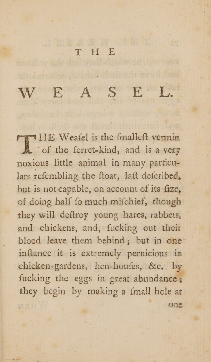 ch sili Dania ial ll: or _ PPAHE Weafel is the fmalleft vermin y of the ferret-kind, and 1s a very noxious little animal in many particu- lars refembling the ftoat, laft defcribed, but is not capable, on account of its fize, of doing half fo much mifchief, thougla they will deftroy young hares, rabbets, and chickens, and, fucking out their — blood leave them behind; but in one~ inftance it is extremely pernicious in -chicken-gardens, hen-houfes, &amp;cc. bi fucking the eggs in great abundance ; they begin by making a fmall hole at One