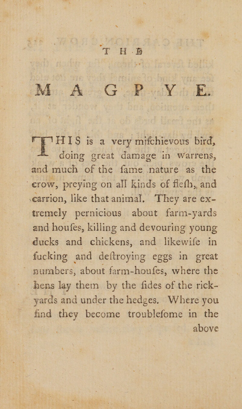 TY HB BM Aco Weve ee Open is a very mifchievous bird, - doing great damage in warrens, and much of the fame nature as the | crow, preying on all kinds of fiefh,, and .earrion, like that animal. They are ex- tremely pernicious about farm-yards and houfes, killing and devouring young ducks and chickens, and likewife in fucking and deftroying eggs in great : aber about farm-houfes, where the hens lay them by the fides of the rick- yards and under the hedges. Where you find they become troublefome in the above