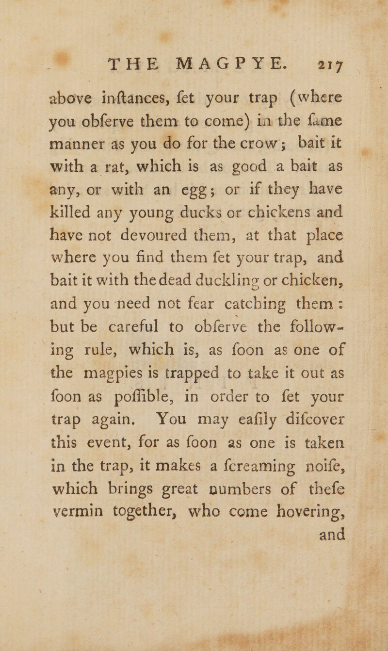 above inftances, fet your trap (where you obferve them to come) in the fame manner as you do for the crow; bait it with a rat, which is as good a bait as any, or with an egg; or if they have killed any young ducks or chickens and have not devoured them, at that place where you find them fet your trap, and bait it with the dead duckling or chicken, and you need not fear catching them: but be careful to obferve the follow- ing rule, which is, as foon as one of the magpies is trapped to take it out as foon as poffible, in order to fet your trap again. You may eafily difcover this event, for as foon as one is taken in the trap, it makes a {creaming noife, which brings great numbers of thefe vermin together, who come hovering, and