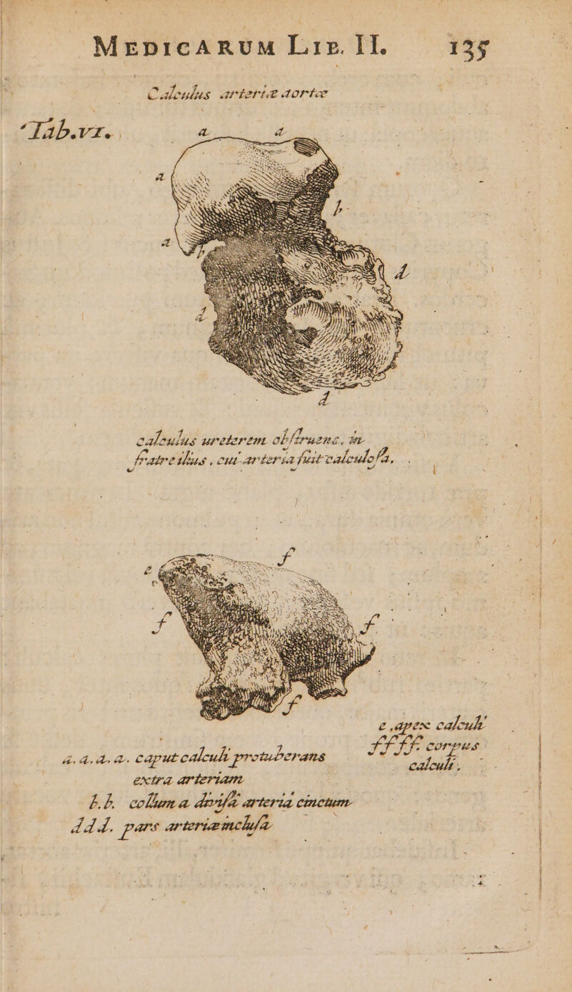 D /Z 7 f , caleulus unrefaren obf Paz. TL fane Ius cut antera fait valeulc Z, vit i7 iin extra arteriam LÀ columa duifa arteria cinctum. Z4 4. pet arteria mclufa. L *