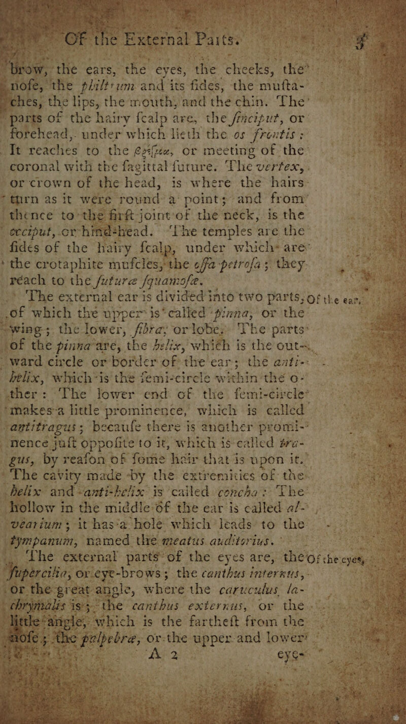 , the ears, the eyes, he chee ‘he nofe, the pii/trum and its fides, the mufta- ri hes, the lips, the mouth, and the chin. The’ “parts of the hairy fcalp are, the finciput, or “forehead, under which lieth the os freutis ; ote reaches to the fzi{e, or meeting of the’ coronal with the favittal future. The vertex, . or crown of the head, is where the hairs: “thrn as it were round a points; and from’ i thence to’ the irk j Boe: of the néck, is the ovciput, cr himdéhead. ‘Ive temples are the’ fides of the hairy fcalp, under which are: ’ the crotaphite mufcles; the ofa petrofa; they. ppeaens to the future fquamofe. a The external ear is divided into two parts, of the = : : . of which the upper is‘ called “pinna, or the e “wing; the lower, fi fibta, or lobes The parts* of the pinna-are, the delix, whith is the outs, ee ward circle or border of the ear; the aati-: 2 helix, which*is the femi-circle whchine the O- Bag ye ‘ther: The lower end of the femi-circle- ae “makes-2 little prominence, which is called 9 9 | Santitragus ; : beeaufe there is another promi-’ | mence juit bonis to it, which iscalled fa- — - gus, by reafon of fome hair that is upon it.” ' The cavity made » “by. the extremities of the- helix and “anti-helix is called concha: The’ : hollow i in the middle: Of the ear is called a/- vearium; it has‘a hole which leads to the a tympanum, named the meatus auditorius. ° tna Ma 4 11e- external parts” of the eyes are, theo the: yet porcine or eye-brows ; ; the canthus interxus,- ‘Or the great angle, where the caruculus la- chr. Ree me *<the canthus externus, ov the. ‘ey