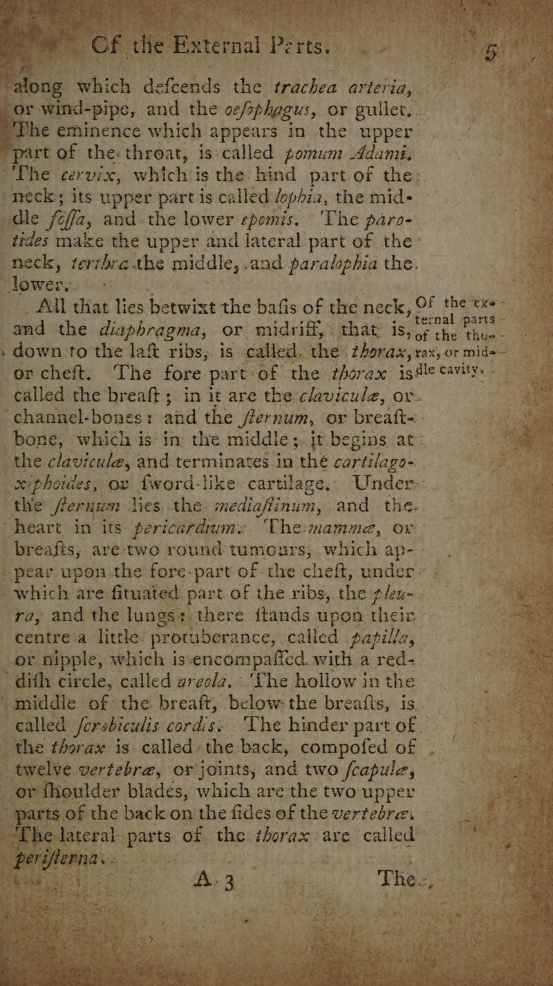 “along which defconds the trachea arteria,. or wind-pipe, and the ve/sphagus, or guilet,. (Phe eminence which appears in the upper ce part of the: threat, is-called pomum Adami, &gt; “The cervix, whichis the hind part of the: a neck; its upper part is called lophia, the mid- aa dle fifa, and-the lower epemis. ‘The para- , tides make the upper and lateral part of the: a neck, terthra the middle, .and paralophia the. lower, - i All that lies betwixt the bafis of the neck, Of hee and the diaphragma, or midriff, that ise the thee. , down to the laf ribs, is called, the thorax, vax, or mide~ or cheft: The fore part of the thorax issle cavity. - called the breaft ; in it are the claviculz, or. : channel-bones: and the /fernum, or breatt-. Se bone, which is: in: the middle; it begins at: a the clavicule, and-terminates in ‘the cartilaga- ys xiphotdes, ox fword-like cartilage, Under» Sia the Siernum Jies. the mediaftinum, and the. pes heart in its: pericardium: The:mamme, ox a breafts,; are two round tumours, which ap- | pear upon the fore-part of the cheft, under: which are fituated part of the ribs, the p/ex- ra, and the budenaeerc {tands upon their - centre a little. protuberance, called papillz, or nipple, which is.encompaffed. with a red- » dith circle, called arecla. ‘Lhe hollow in the ‘middie of: the breaft, below the breafis, is called /crebiculis cordis. The hinder part of the thorax is. called: the back, compofed of twelve vertebra, or joints, and two fcapule, _or fhoulder blades, which are the two upper be - parts of the back on the fides of the vertebra. ‘eae Lhe lateral parts of the thorax are called - perifierna.. ’ ‘ahi ee A. 3 Thés;