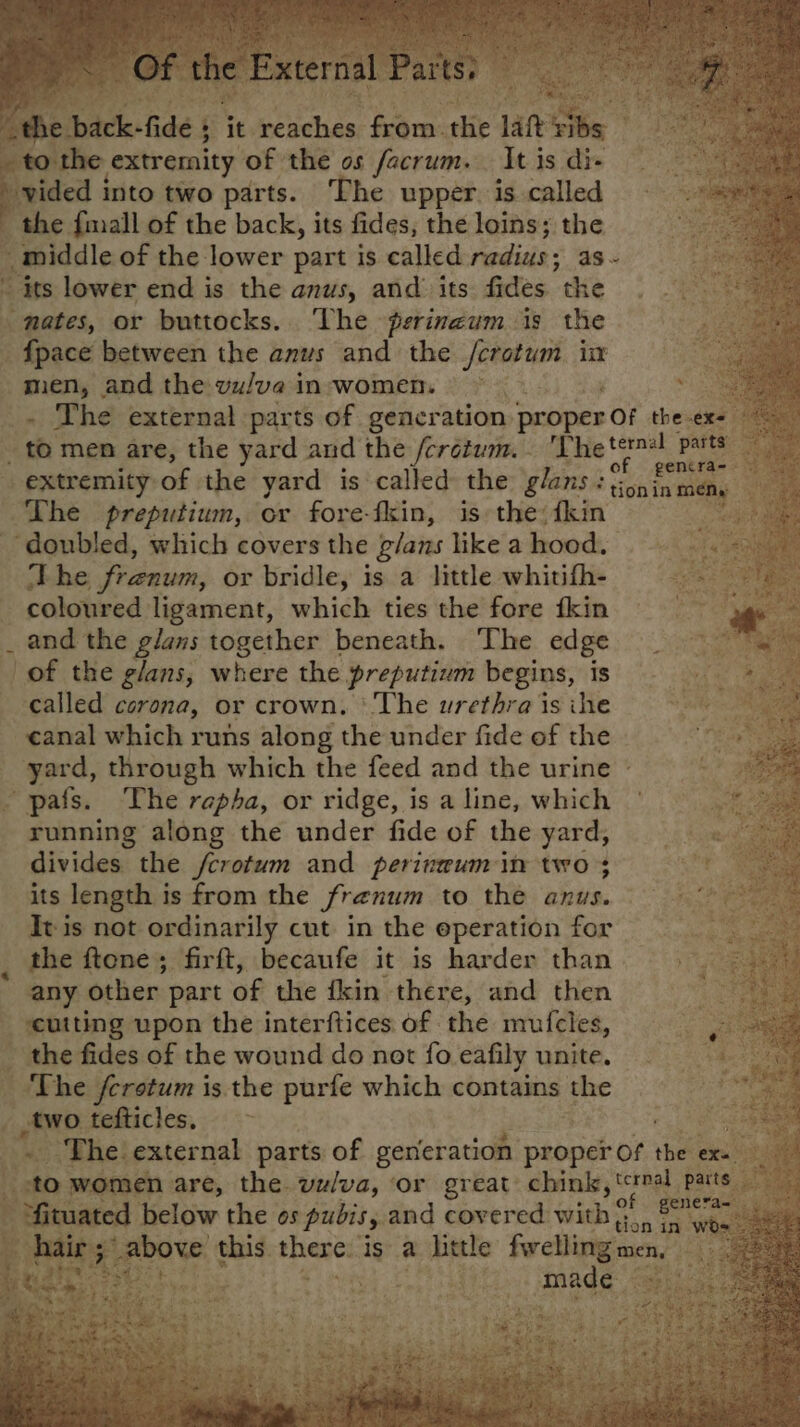 of the External Parts) ‘the e back. fide 5 it renches: from.the late She seh ies _ to the extremity of the os facrum. It is di- ae M vided into two parts. The upper is. called © 9% the {mall of the back, its fides, the loins; the Beek _middle of the lower part is called radius ; 5 dss oe - its lower end is the anus, and its fides ‘the a nates, or buttocks. The perineum is the , eae {pace between the anus and the /crotum im eae mien, and the vu/va in-women. ae . The external parts of gencration proper Of the-exs _ t@ men are, the yard and the /cretum.. 'T bie tenho ie extremity of the yard is called the glans:tioninmens The preputium, or fore-fkin, is» the; {kin Ree) ‘doubled, which covers the g/aus like a hood. «Ri ‘The frenum, or bridle, is a little whitifh- 1 coloured ligament, which ties the fore fkin ia . . and the glans together beneath. ‘The edge ae ae of the glans, where the preputium begins, is see called corona, or crown. The urethra is ihe canal which runs along the under fide of the TE sa ae yard, through which the feed and the urine » Soy ~pafs. The rapha, or ridge, is a line, which fee running along the under fide of the yard, ae divides the /crotum and perineum in two 3 its length is from the frenum to the anus. + ee It is not ordinarily cut in the eperation for < e the ftene; firft, becaufe it is harder than Seer any other part of the fkin there, and then ee cutting upon the interftices of the mufcles, the fides of the wound do not fo eafily unite. The /crotum is the purfe which contains the a _two tefticles, “oon . he external parts of generation proper of the ex. to women are, the vulva, or great: chink, ‘crral pats ‘fituated below the os pubis, and covered with ;; Ee cite Lach tion in wos baits Aa pbow, this there: is a little fwelling men,