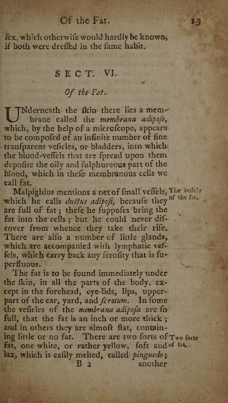 -_* if both were drefitd in the fame habit. ’  SE rie VI. Of the Fat..  TNderneath: the fkin' there lies a mem~- | brane called the membrana adipofo, . | which, by the help ofa microfcope, appears: | t. to be compofed-of an infinite number of fine ' | ‘tranfparent veficles, or bladders, into which: the blood-veffels that are fpread upon them _depofite the oily and fulphureous part of the blood, which-in thefe membranous cells we call fat. | ' Malpighius mentions a net of {mall vefiels, bathe! A” which he calls duéus adipofi, becaufe they *' . - are full of fat; thefe he fuppofes bring the fat into the’cells ; but hte could never dif- . a, cover from whence they take their rife, “ae There are alfo a number of little glands, ~ ‘Cf which are accompanied with lymphatic vef- fels, which carry back any ferofity that is fu- perfluous. . why 3 ae _ The fat is to be found immediately under ee the fkin, in all the parts of the body, ex- | ‘cept in the forehead, eye-lids, lips, upper- part of the ear, yard, and fcretum. In fome. the veficles of the membrana adipofa are fo” full, that the fat is an inch or more thick 3 and in others they are almoft flat, contain- ing little or no fat. There are two forts of Two forts fat, one white, or rather yellow, foft andof fe. Tax, which is eafily melted, called pinguedo;. Gono ee Beha another ,