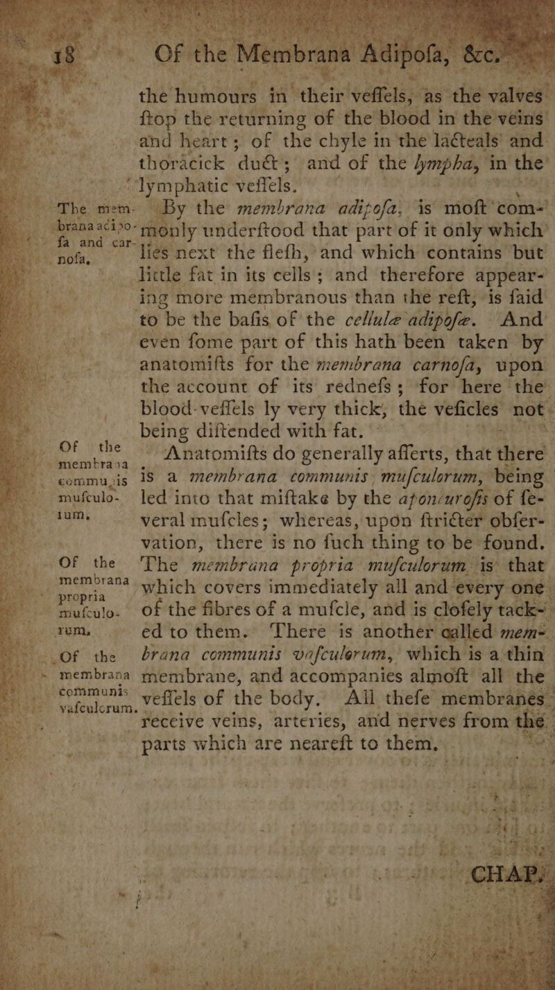 &gt; it NE the’ Pees ti chain vet; as “hie aca ayy ftop the returning of the blood in the veins Meu: 3 and Reare’s! oF the chyle in ‘the la¢teals’ and. b thoracick ‘dué and of the sik A in ‘the’ ee “lymphatic. veffels. ” : othe mem By the membrana adizofa, is moft’ com= t monly underftood that part/of it only which’ a oe car- ; rola, “te next the flefh, and which contains but \. little fat in its cells; and therefore appear- ae ing more membranous than the reft, “is faid +o + . oe to “be the bafis of the cellule ‘adiphfe. And + even fome part of this hath been taken by ae anatomifts for the membrana carnofa, upon. the account of its rednefs; for here the’ blood-veffels ly very thick, the eager not. | being diftended with fat. &gt; — OF the “Ahatomifts do generally afferts, that there : -- membrasa * eommu,zis is a membrana communis “‘mufeulorum; being ~ mufeulo- Jed into that miftake by the aponcurofis of fe~ ae veral mufcles; whereas, upon ftricter obfer- aoc vation, there is no fuch thing to be found. Baty OF the Dhe’ membrund propria lf ‘is’ that “ieee which covers immediately all anc d-every one pufculo- of the fibres of a mufcle, and is clofely tack~ rem, edto them. ‘There is another called mem=— re eyo the brana comemnnts vefculerum, whieh i isa Dae | - Feceive veins, ‘arteries, afd nerves fom parts which are neareft to them, oe “