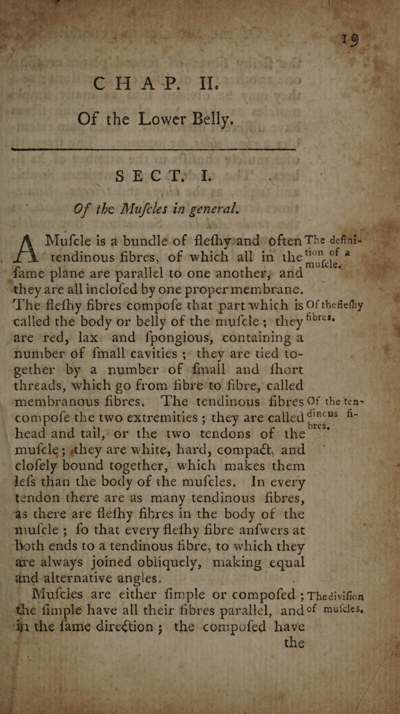 SBC Ty rds gah of the Mufeles in general | is Mufclesis a buidic of flethysand: ofen The define : d ‘tendinous fibres, of which all in ih mle + reve plane are parallel to one another; and ‘F “they are all inclofed by one propermembrane. — es ‘The flefhy fibres compofe that part which is Of thefieby called the body or belly of the mufcle ; they Gigas. are red, lax. and fpongious, containing a ie number of finall cavities 3: they are tied to- gether by a number of. fmall and fhort threads, which go from fibre’to fibre, called membranous fibres. ‘The tendinous fibres Of the ten- -compofe the two extremities ; they are called oo at head and tail,’ or the two tendons of the “mufele; they are white, hard, compa¢t, and ~ clofely bound together, which |makessthem Jefs than the body of the mufcles. In every tendon there are as many tendinous fibres, in there are flefhy fibres in the body of the {gee nufcle ; fo that every flefhy fibre anfwers at , ee Both ends to a tendinous fibre, to which they eet: ars always joined obliquely, ne equal © ji eae and alternative angles. | : Mufcles are either fimple or compofed ; Theeivifion .¢ fimple have all their fibres parallel, andof muicles, dire¢tion ; the compofed have the +\