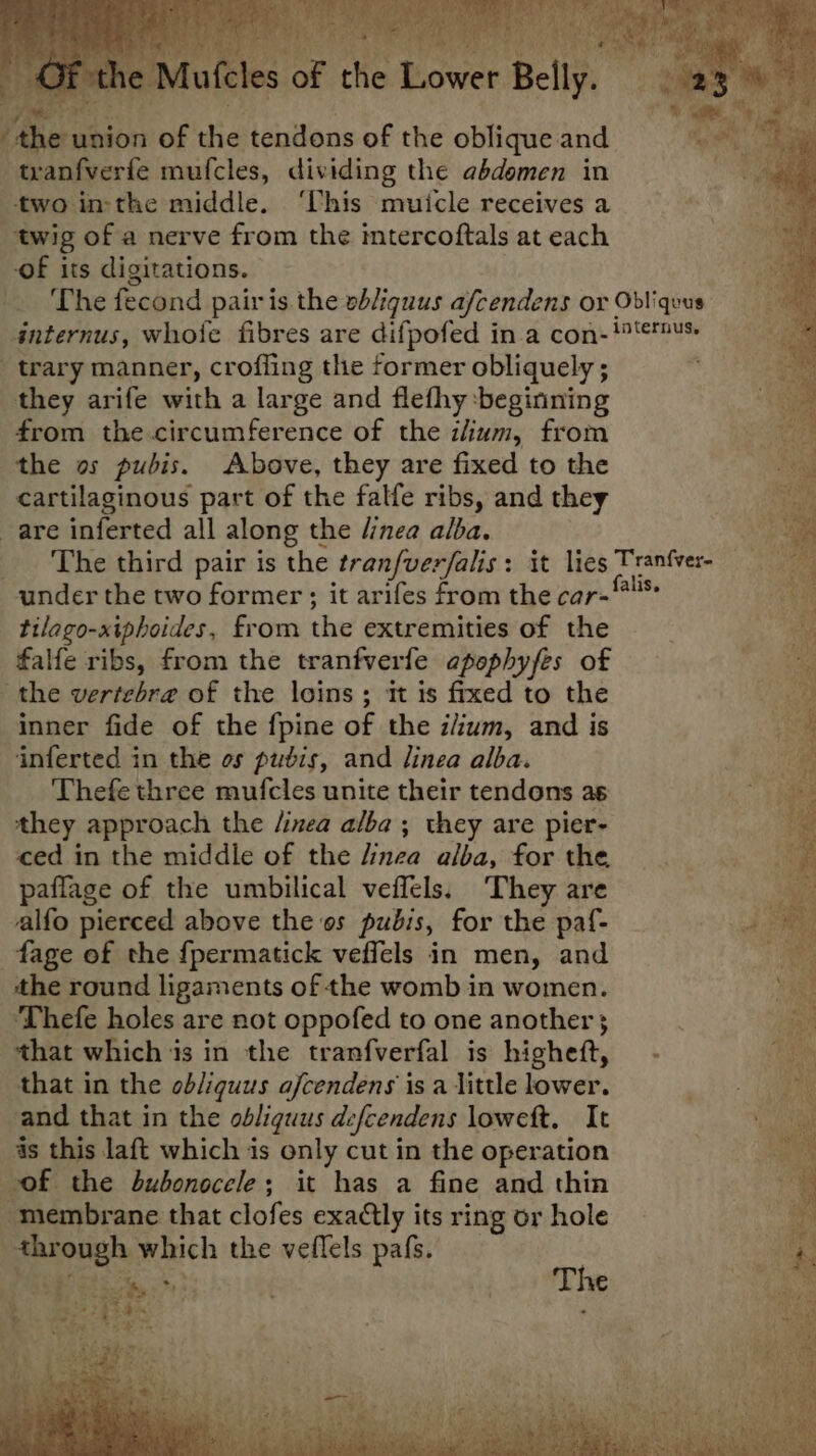 , es Ae jh ee eo a ode ne Mufcles of the Lower Belly. * Fee Re Ss . “the union of the tendons of the oblique and tranfverfe mufcles, dividing the abdomen in two in-the middle. ‘This muicle receives a twig of a nerve from the intercoftals at each of its digitations. The fecond pair is the ebliquus afcendens or Odliqvus anternus, whote fibres are difpofed in.a con- 1's. _ trary manner, croffing the former obliquely ; ‘ they arife with a large and flefhy ‘beginning from the circumference of the z/ium, from the os pubis. Above, they are fixed to the cartilaginous part of the falfe ribs, and they are inferted all along the /inea alba. The third pair is the tranfverfalis: it lies Tranfver- under the two former ; it arifes from the car-** tilago-xiphoides, from the extremities of the falfe ribs, from the tranfverfe apophyfes of the vertebra of the loins; it is frxed to the inner fide of the fpine of the ilium, and is ‘inferted in the os pudis, and linea alba. Thefe three mufcles unite their tendons as they approach the /inea alba ; they are pier- ced in the middle of the /inea alba, for the paffage of the umbilical veffels. They are My alfo pierced above the os pubis, for the paf- ad fage of the fpermatick veffels in men, and a the round ligaments of the womb in women. Thefe holes are not oppofed to one another Lae that which is in the tranfverfal is higheft, - Te that in the obliquus afcendens is a little lower. we ae and that in the obliquus defcendens loweft. It ee as this laft which is only cut in the operation “a of the bubonocele; it has a fine and thin 4 membrane that clofes exactly its ring or hole _ ee, through which the veflels pafs. t | ‘ei ee A a f The tae -ge ys &amp; ee Ste od Sates