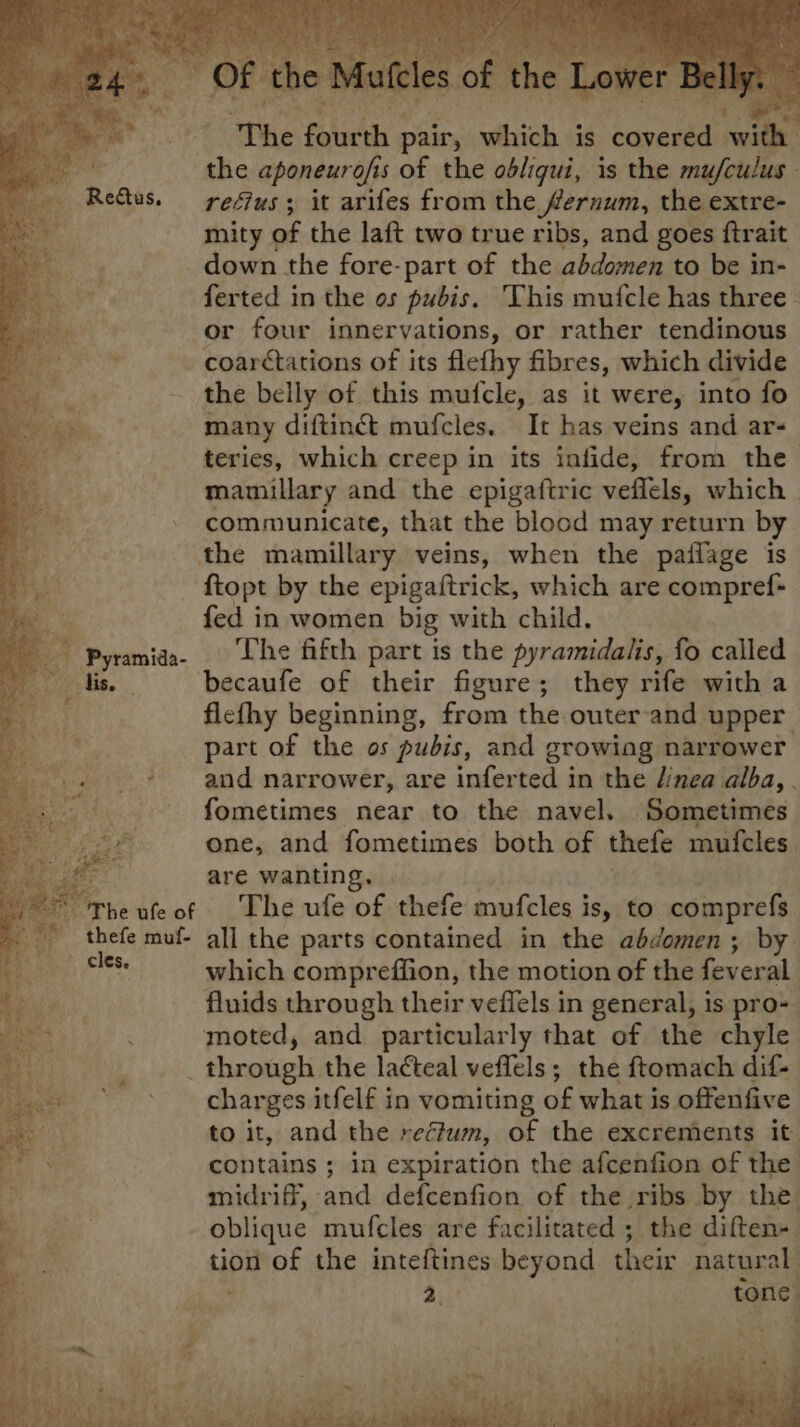 cles. Mi J } %y : : : a : = a 4 . hae The fourth pair, which is covered with recius ; it arifes from the fernum, the extre- mity « of the laft two true ribs, and goes ftrait down the fore-part of the abdomen to be in- ferted in the os pubis. This mufcle has three or four innervations, or rather tendinous coarétations of its flefhy fibres, which divide the belly of this mufcle, as it were, into fo many diftinct mufcles. It has veins and ar- teries, which creep in its infide, from the mamillary and the epigaftric veflels, which. communicate, that the blood may return by ftopt by the epigaftrick, which are compref- fed in women big with child. The fifth part is the pyramidalis, fo called becaufe of their figure; they rife with a flefhy beginning, from the outer-and upper part of the os pubis, and growing narrower and narrower, are inferted in the /inea alba, . fometimes near to the navel. Sometimes one, and fometimes both of thefe mufcles. are wanting. The ufe of thefe mufcles is, to comprefs which compreffion, the motion of the fever al fluids through their veffels in general, is pro- charges itfelf in vomiting of what is offenfive to it, and the reffum, of the excrements it contains ; in expiration the afcenfion of the midriff, and defcenfion of the ribs by the tion of the inteftines beyond their natural Bint tone