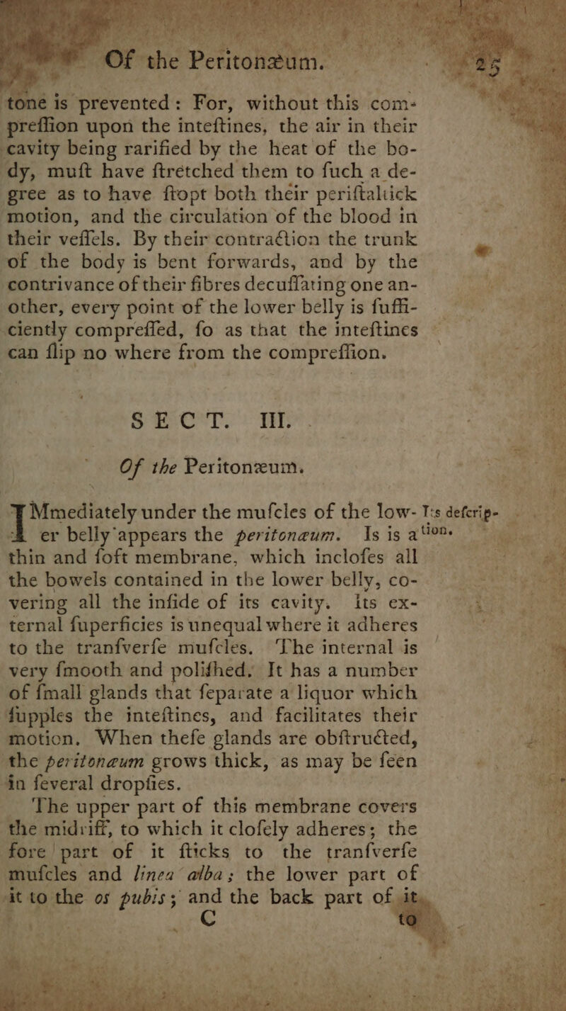 tone is prevented: For, without this com- preffion upon the inteftines, the air in their aed being rarified by the heat of the bo- dy, muft have ftretched them to fuch a de- gree as to have ftopt both their periftaltick ‘motion, and the circulation of the blood in their veflels. By their contraction the trunk of the body is bent forwards, and by the contrivance of their fibres decuffating one an- other, every point of the lower belly is fuffi- ciently compreffed, fo as that the inteftines can flip no where from the comprefiion. SCT. TE Of the Peritoneum. ‘YF Mmediately under the mufcles of the low- T's defcrip- er belly ‘appears the peritoneum. Is is ai thin and foft membrane, which inclofes all : , the bowels contained in the lower belly, CO-! 5 Eppa ee vering all the infide of its cavity. its ex- i i , ternal fuperficies is unequal where it adheres ne to the tranfverfe mufcles. The internal .is very fmooth and polifhed, It has a number of {mall glands that feparate a liquor which fupples the inteftines, and facilitates their motion. When thefe glands are obftructed, the peritonaum grows thick, as may be feen aa in feveral dropfies. __ The upper part of this membrane covers the midriff, to which it clofely adheres; the fore part of it fticks to the tran{verfe mufcles and linea alba; the lower part of