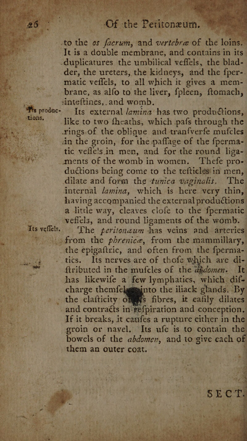 to the os facrum, and vertebre of the loins. It is a double membrane, and contains in its -duplicatures the umbilical veffels, the blad- der, the ureters, the kidneys, and the fper-. matic veffels, to all which it gives a mem- _ brane, as alfo to the liver, {fpleen, ftomach, sinteftines,.and womb. at produc- [ts external /emina has two witenetione! a. like to two fheaths, which pafs through the rings-of the oblique and tran{verfe mufcles dn the groin, for ‘the paffage of the fperma- tic vefle's in men, and for the round liga-. ments of the womb in women. ‘Thefe pro- ductions being come to the tefticlés'in men, dilate and form the ‘tunica vaginalis. ‘The internal lamina, which is here very thin, having accompanied the external productions a litde way, cleaves clofe to the fpermatic. Bees veflels, and round ligaments of the womb. toe Ts veflels. ‘The peritenzum has veins and arteries ai © \\ >from the phrenice, from the mammillary, the epigaftric, and often from the fperma- . tics. Its nerves are of thofe which are di- {tributed in the mufcles of the “abdomen. Tt has likewife a few lymphatics, which: dif- charge themfelgggajnto the iliack glands. ‘By » » the clatticity o fibres, it eafily dilates -and contra¢ts in vefpiration and. conception, If it breaks, it canfes a rupture either in the groin or navel, Its ufe is to contain nf
