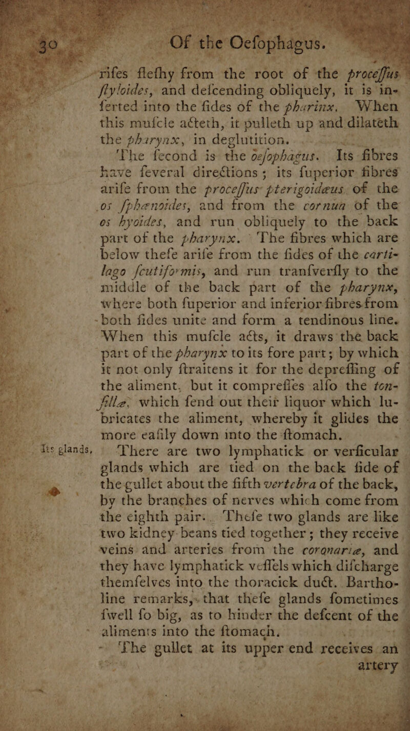 fiyloides, and detcending obliquely, it is ‘ine | ferted into the fides of the phurinx. When this mufcle acteth, it pulleth up and dilateth the pharyax, in deglutition. <f Aeindeaiy The fecond is the oejophagus. is: fibres have feveral directions; its fuperior fibres - deste from the proceffus pterigoideus, of the 05 fphensides, and trom the cornua of the os hyoides, and run obliquely to the back part of the pharynx. The fibres which are. below thefe arife from the fides of the carti- lage feutiformis, and run tranfverfly to the middle of the back part of the pharynx, where both fuperior and inferior fibresfrom ~ -both fides unite and form a tendinous line. When this mufcle acts, it draws the back © part of the pharynx to its fore part; by which it not only ftraitens it for the deprefling of © the aliment, but it comprefies alfo the ton-_ fille: which fend out their liquor which lu- bricates the aliment, whereby it glides the more eafily down into the ftomach, - 6 There are two lymphatick or verficular | ~plands which are tied on the back fide of | the gullet about the fifth vertcbra of the back, by the branches of nerves which come foow { the eighth pair.. ‘Vhefe two glands are like © two kidney- beans tied together; they receive ; veins and arteries from the corqnaria, and — they have lymphatick veffels which difcharge — themfelves into the thoracick du&amp;. Bartho- — line remarks,» that thefe glands fometimes fwell fo big, as to hinder the defcent of the piboko into the ftomach, Le a tei yn he gullet at its “upper end reccives an 4