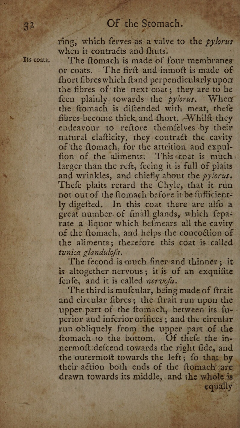 ring, whi $ asia ave to the pylorus when it contraéts and fhuts. | The ftomach is made of four membranes or coats. The firft and inmoft is made of fhort fibres which ftand perpendicularly upon the fibres of the mext*coat; they are to be feen plainly. towards the pylorus. ” When® the ftomach is diftended with meat, thefe fibres become thick. and 4hort. Whilft they endeavour to reftore themfelves-by their natural elafticity, they contraét the. cavity of the ftomach, for the attrition and expul- fion of the aliments: ‘This-coat is much: larger than the reft, feeing it is full of plaits- and wrinkles, and chiefly about the py/orus. Thefe plaits retard the Chyle, that it run not out of the {tomach-before it be fufficient- ly digefted. In this coat there are alfo a great number. of fmall glands, which fepa- rate a liquor which befmears all the cavity of the ftomach, and helps the concoétion of | the aliments; therefore this coat is: called tunica glandulofa. “4 The fecond. is much. Enehiaid thinner; ‘it is altogether nervous; it is of an exquifite fenfe, and it is called nervofa. The third ismufcular, being made of ftrait and circular fibres; the ftrait run upon the upper. part of the ftomach, between’ its fue - perior and inferior orifices ; and the-circular — run obliquely. from the upper part of. the : -ftomach to the bottom. Of thefe the in- nermoft:defcend towards the right aprecohe ae the outermoft towards the left; fo that